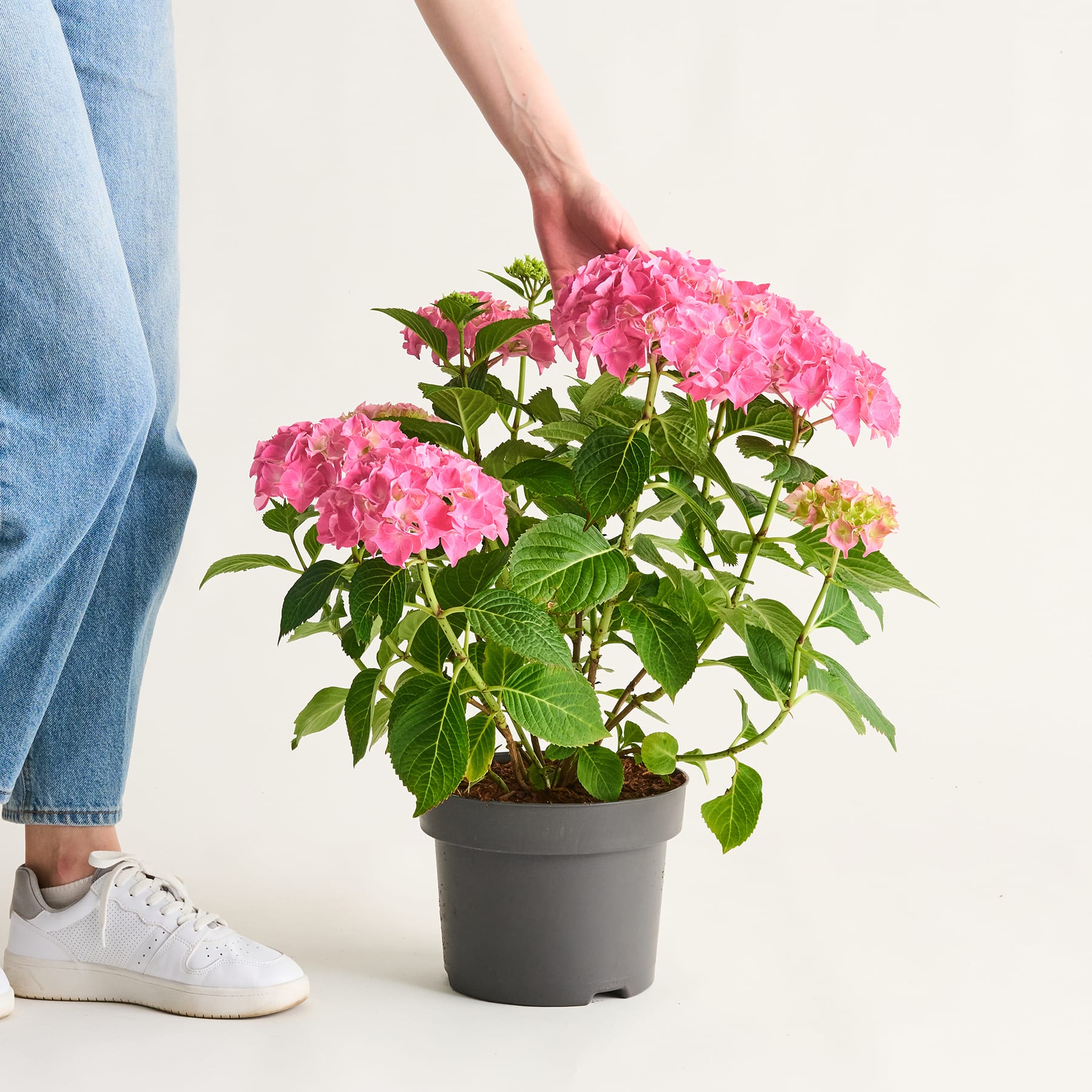 Eine leuchtend rosa Hortensienblüte in voller Blüte, umgeben von üppigem grünem Laub im Hintergrund.