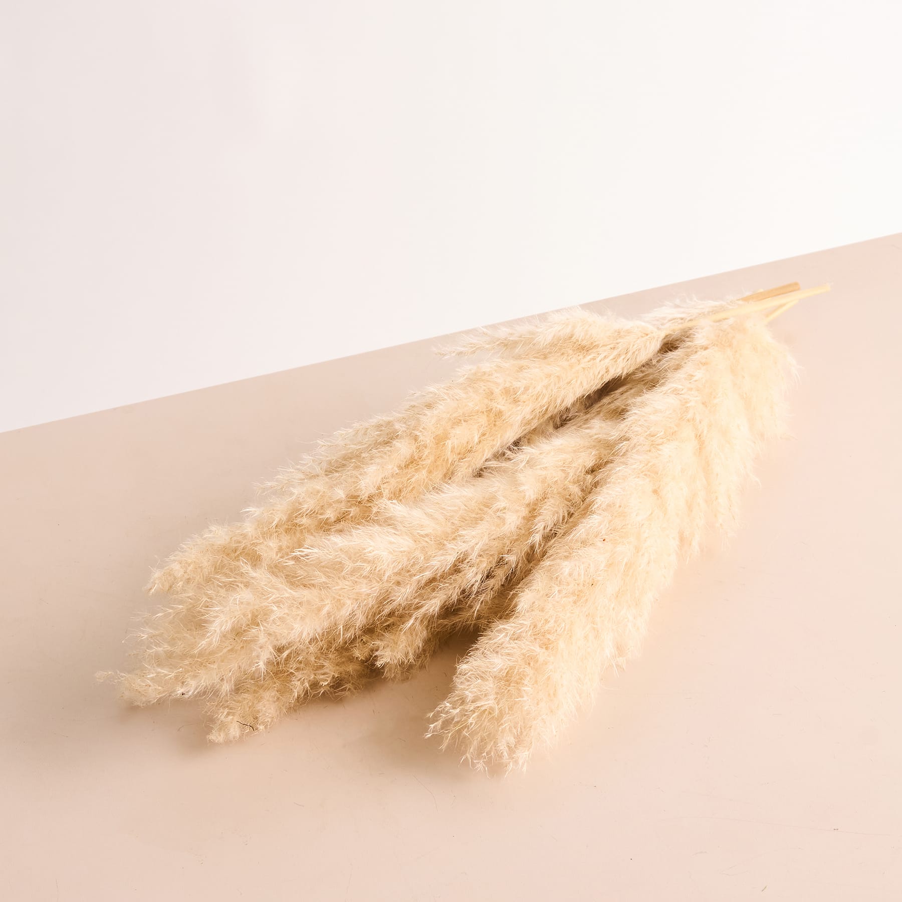 Weiche, flauschige beige Federn füllen den Rahmen und erzeugen einen warmen und strukturierten Vordergrund vor einem hellen, dunstigen Hintergrund.