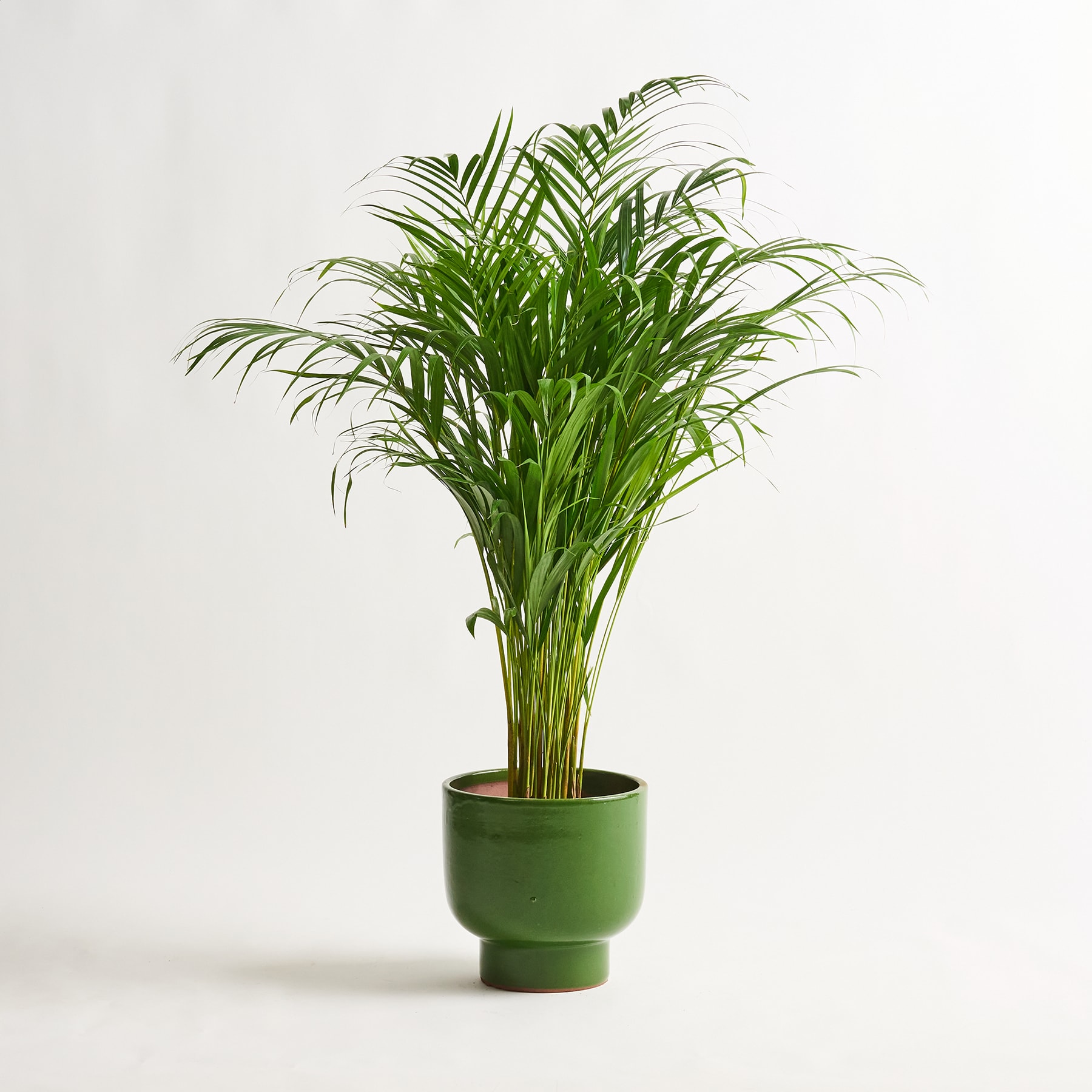 Ein leuchtend grüner Blumentopf oder Blumentopf aus Keramik steht auf einem schlichten weißen Hintergrund und sein einfaches, aber auffälliges Design zieht die Blicke auf sich.