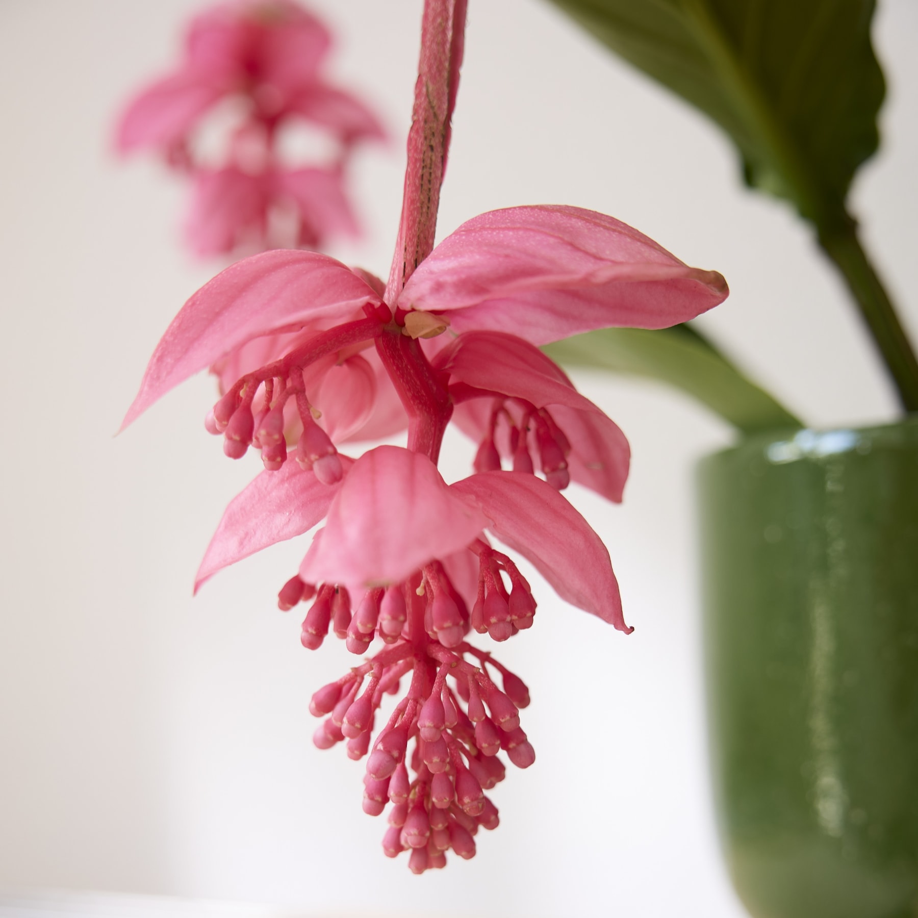 Das Bild zeigt eine Nahaufnahme einer leuchtend rosa Blume mit zarten Blütenblättern, die vor einem neutralen Hintergrund aus üppigem grünem Laub hervortreten.