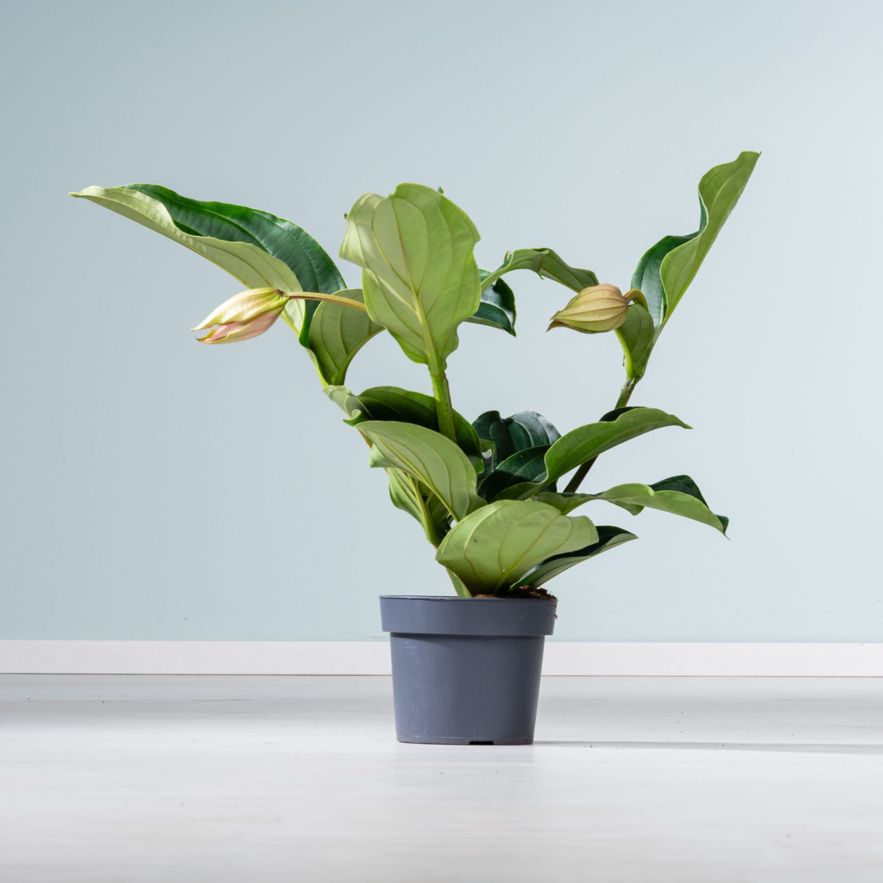 Eine Topfpflanze mit großen grünen Blättern und gelben Blüten steht auf einer weißen Fläche vor einem hellblauen Hintergrund.