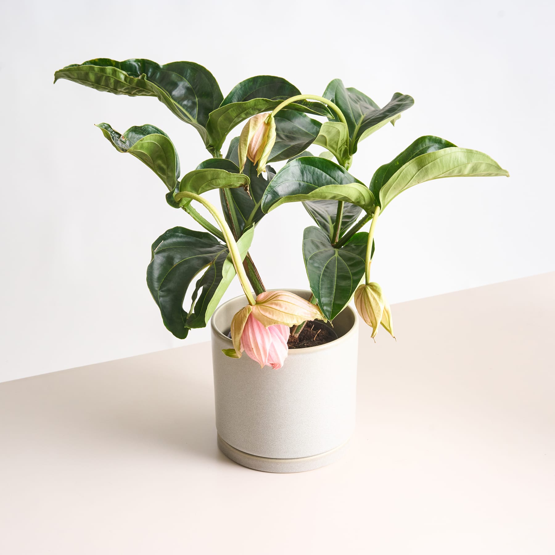 Eine Topfpflanze mit großen, üppigen grünen Blättern und einigen rosa und weißen Blüten steht auf einer hellen Oberfläche vor einem schlichten Hintergrund.