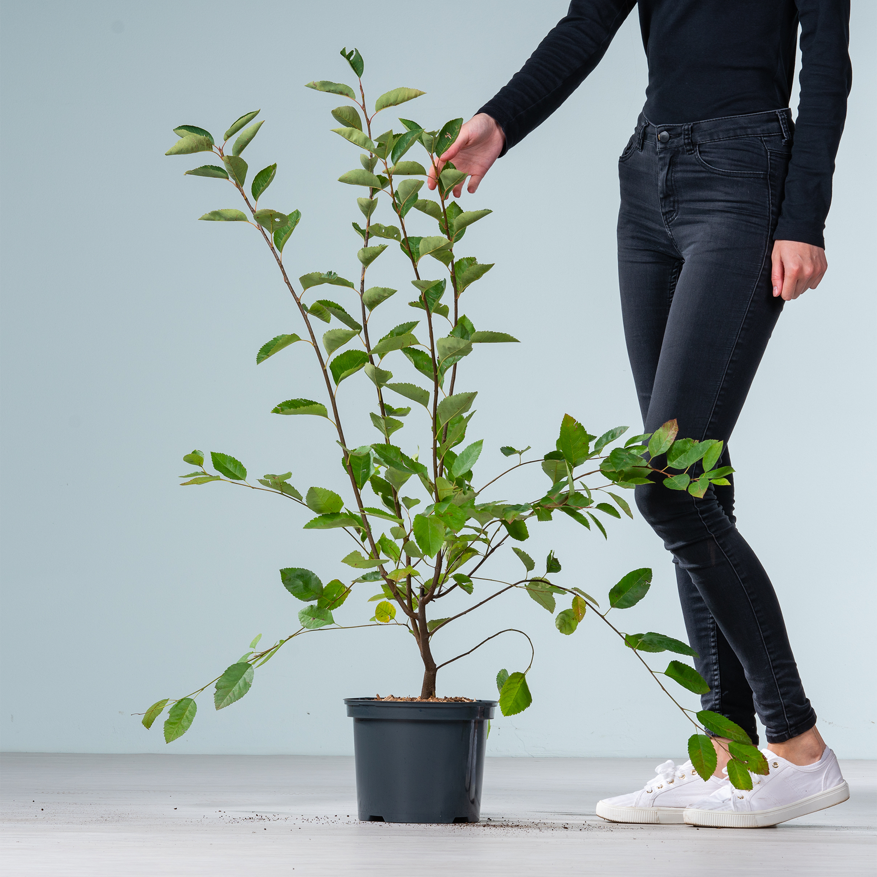 Auf einem hellen Untergrund steht eine Topfpflanze mit üppigen grünen Blättern, im Vordergrund sind die Beine und Füße einer Person zu sehen, die dunkle Jeans und weiße Turnschuhe trägt.