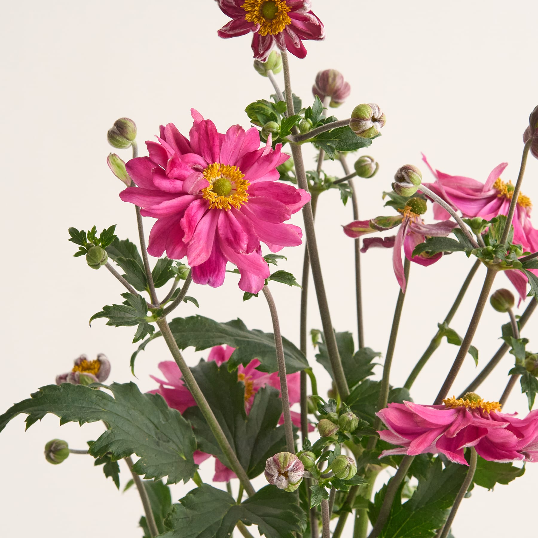 Eine üppige, grüne Pflanze mit großen Blättern und kleinen weißen Blüten, die aus den Stängeln wachsen, vor einem schlichten weißen Hintergrund.