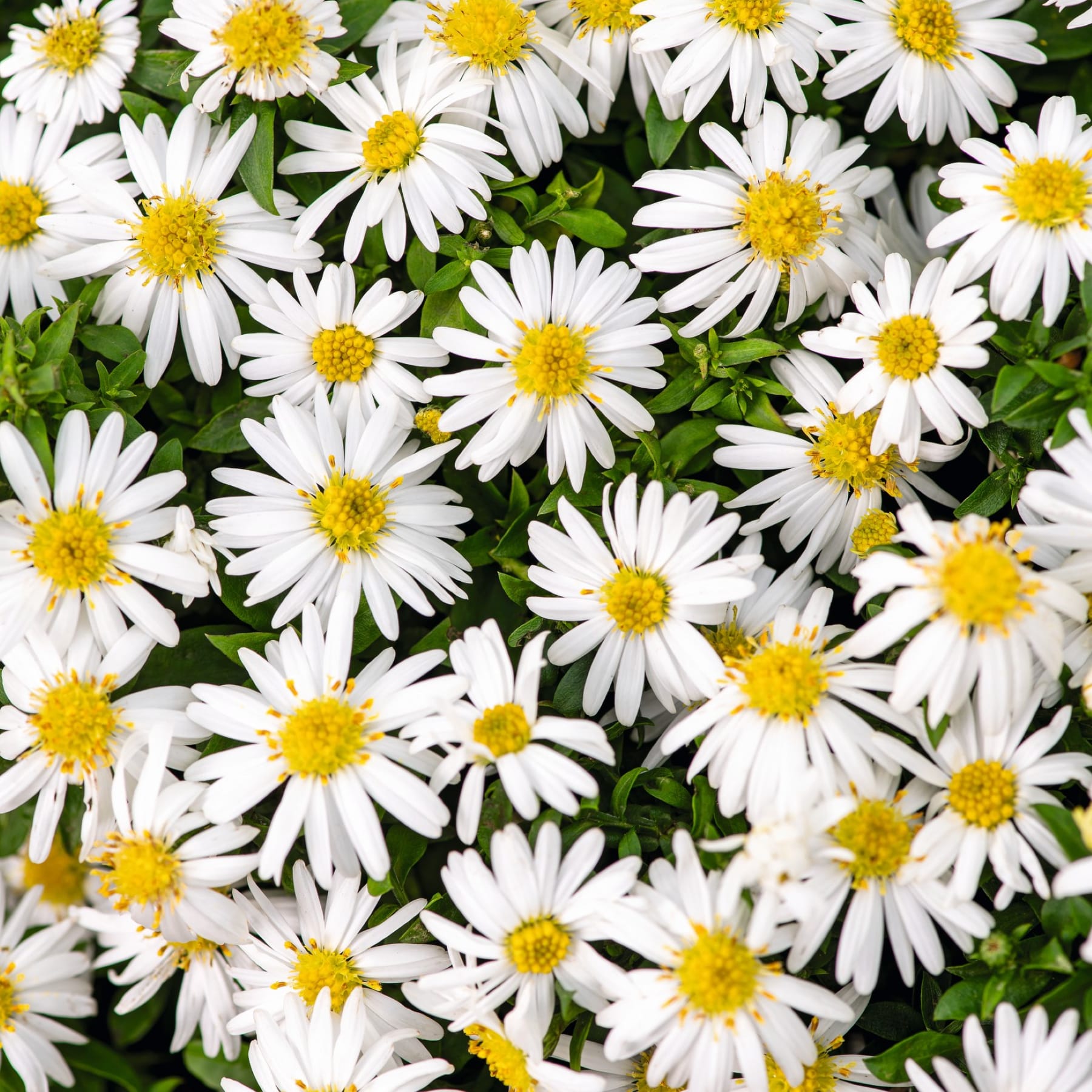 Das Bild zeigt mehrere Topfpflanzen mit kleinen weißen Blüten auf einem Tisch vor einem schlichten weißen Hintergrund. Man sieht die Hand einer Person, die nach einem der Blumentöpfe greift.