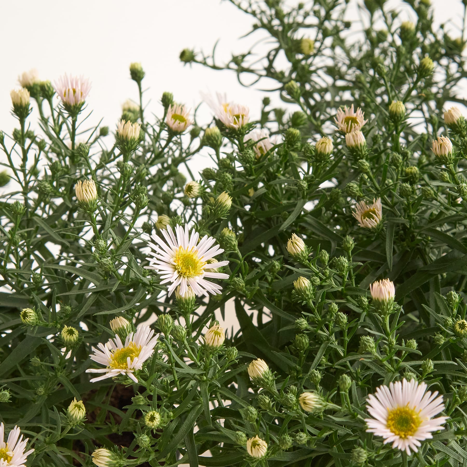 Das Bild zeigt einen üppigen, grünen Garten voller leuchtend weißer, gänseblümchenartiger Blumen und der dazugehörigen Knospen vor einem grünen Hintergrund.