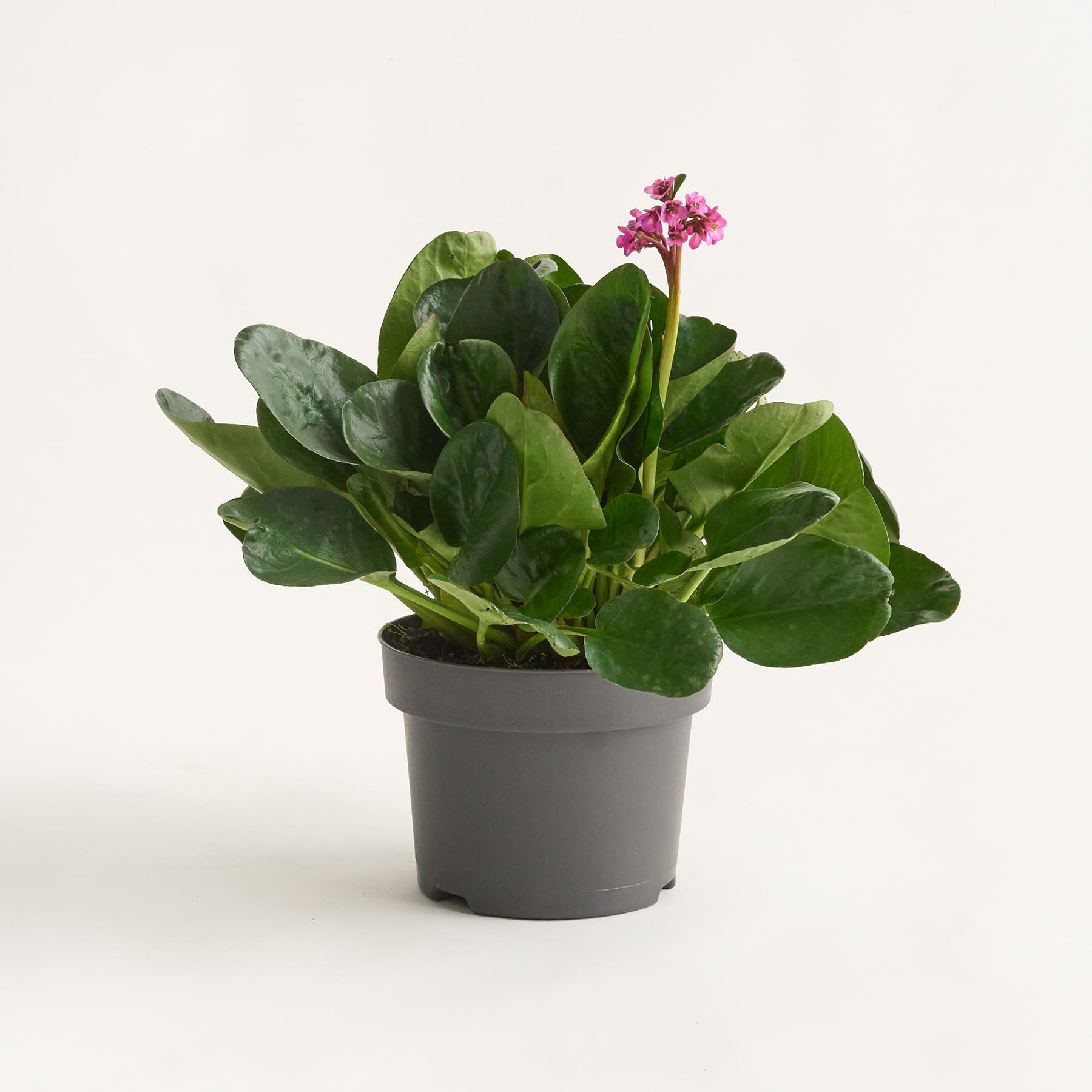 Eine Topfpflanze mit großen, grünen Blättern und einer kleinen rosa Blüte in der Mitte, vor einem schlichten weißen Hintergrund.