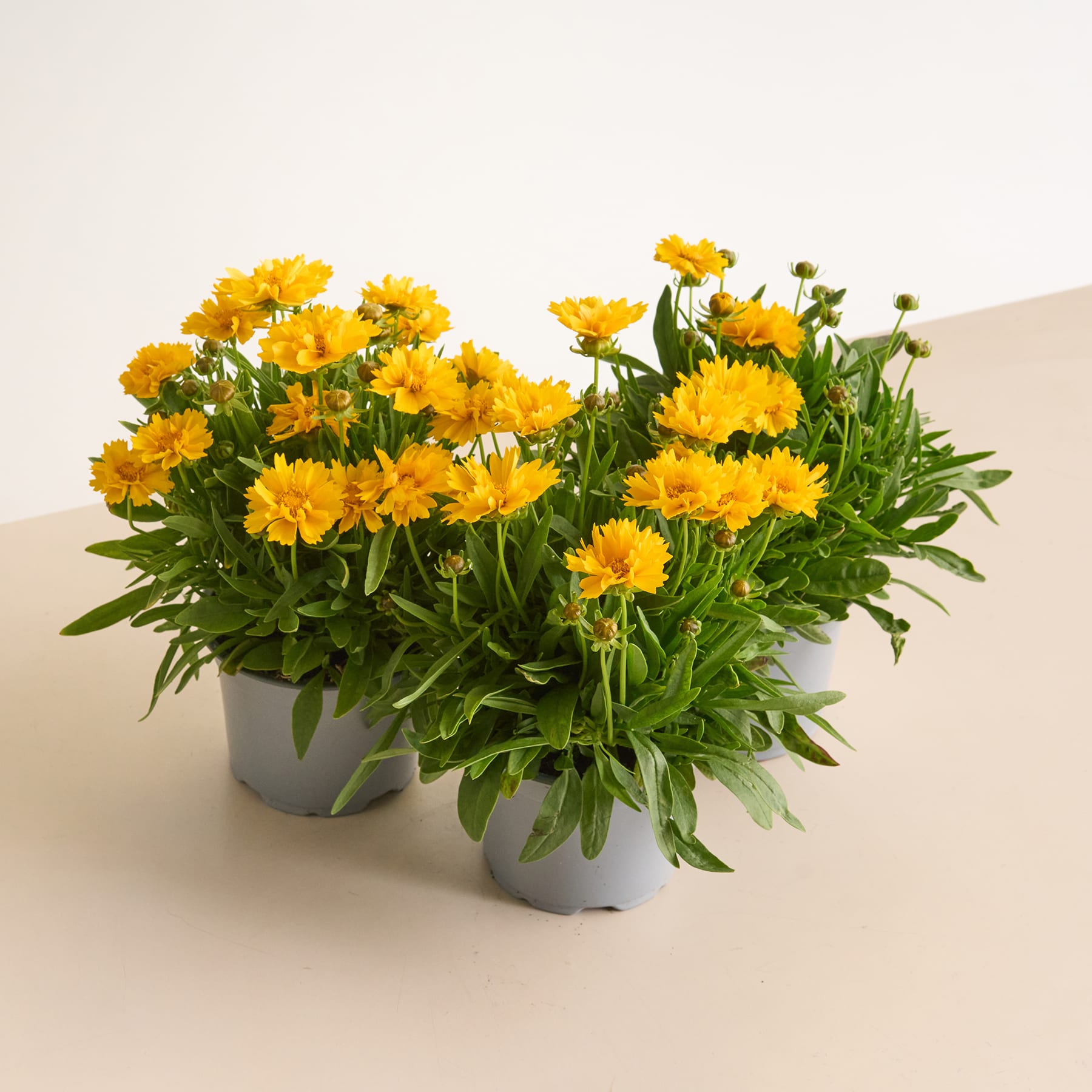 Ein Strauß leuchtend gelber Chrysanthemenblüten in einem grauen Topf steht auf einer hellen Oberfläche.