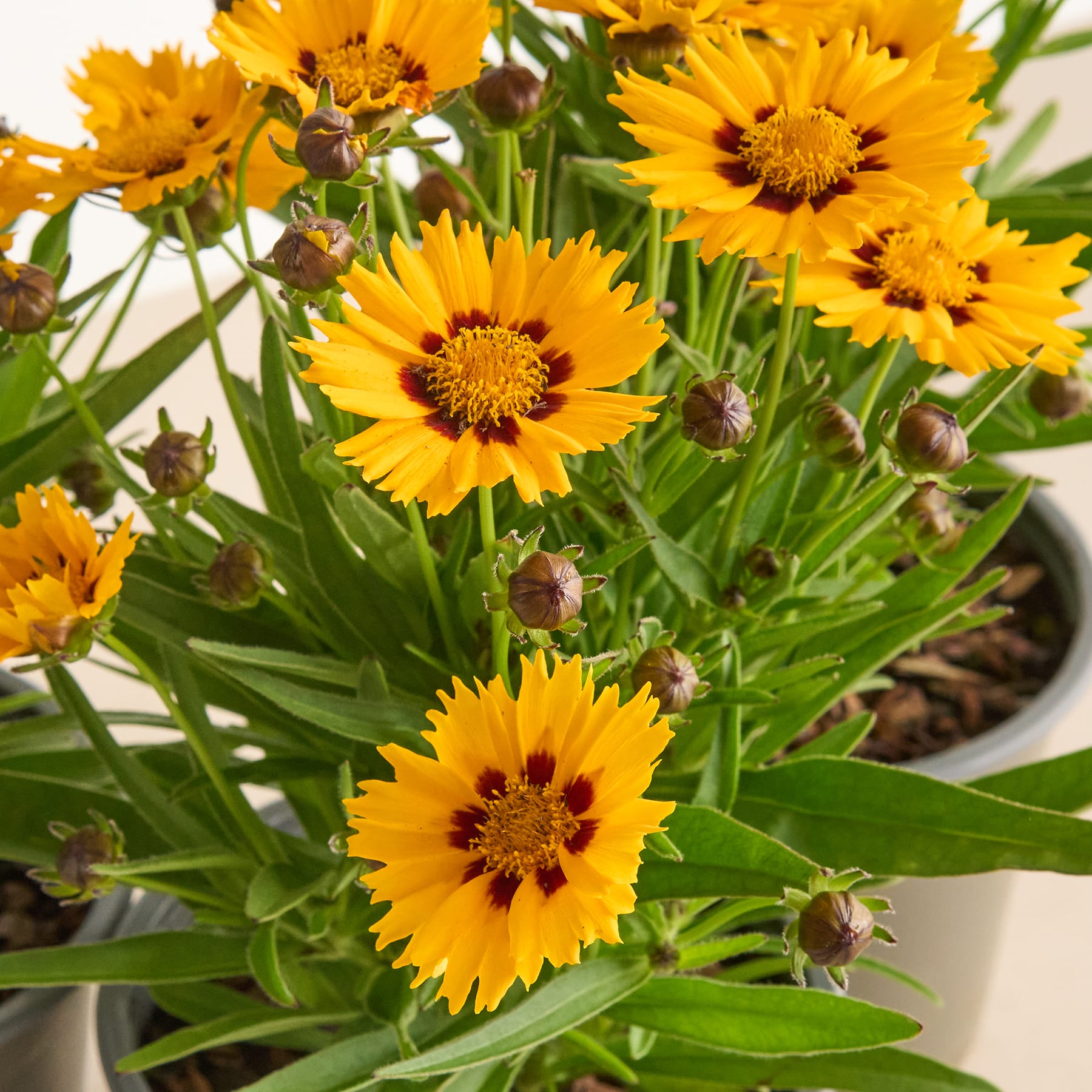 Leuchtend gelbe Mädchenauge-Blüten mit grünem Laub füllen den Rahmen und sorgen für ein fröhliches und lebendiges Bild.