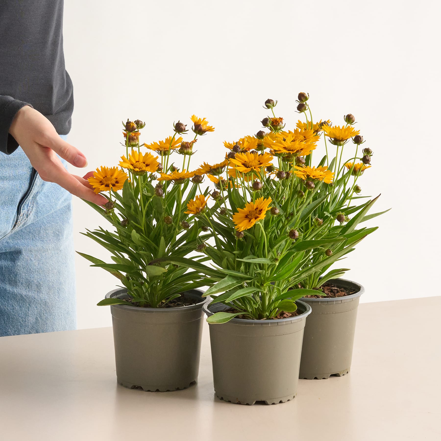 Leuchtend gelbe, gänseblümchenartige Blumen in Töpfen stehen auf einem Tisch vor einem schlichten weißen Hintergrund, im Rahmen ist eine Hand sichtbar.