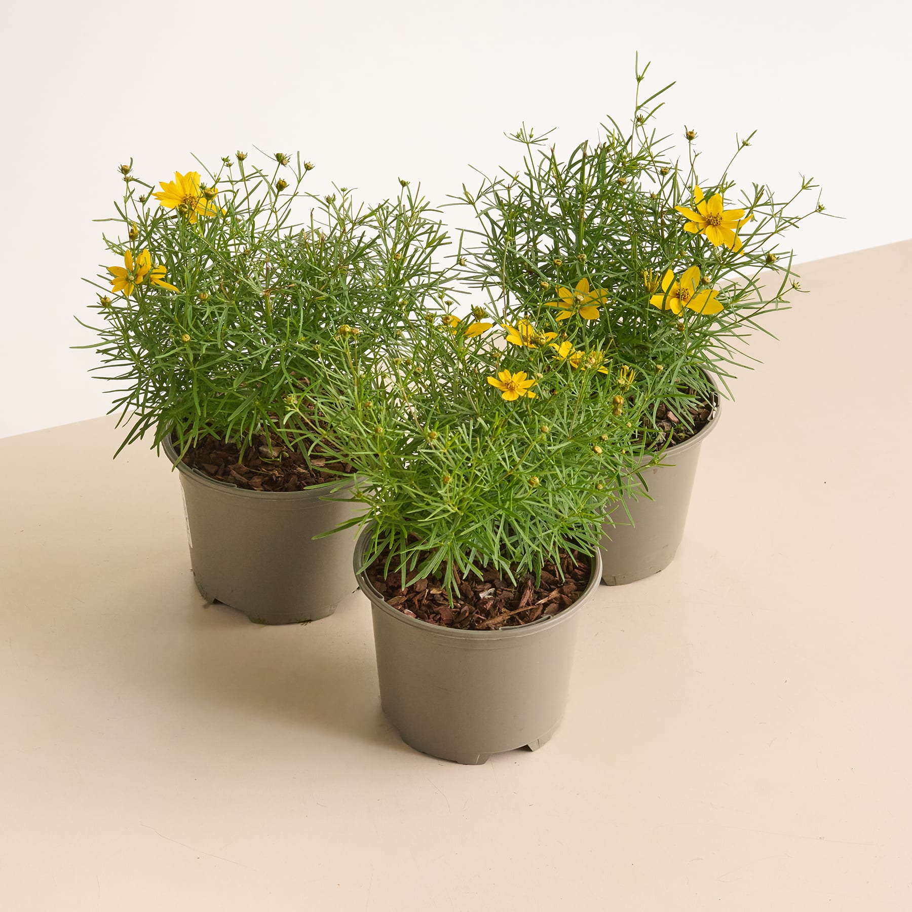 Das Bild zeigt drei Topfpflanzen mit üppigem grünem Laub und leuchtend gelben Blüten, die auf einer hellen Oberfläche platziert sind.