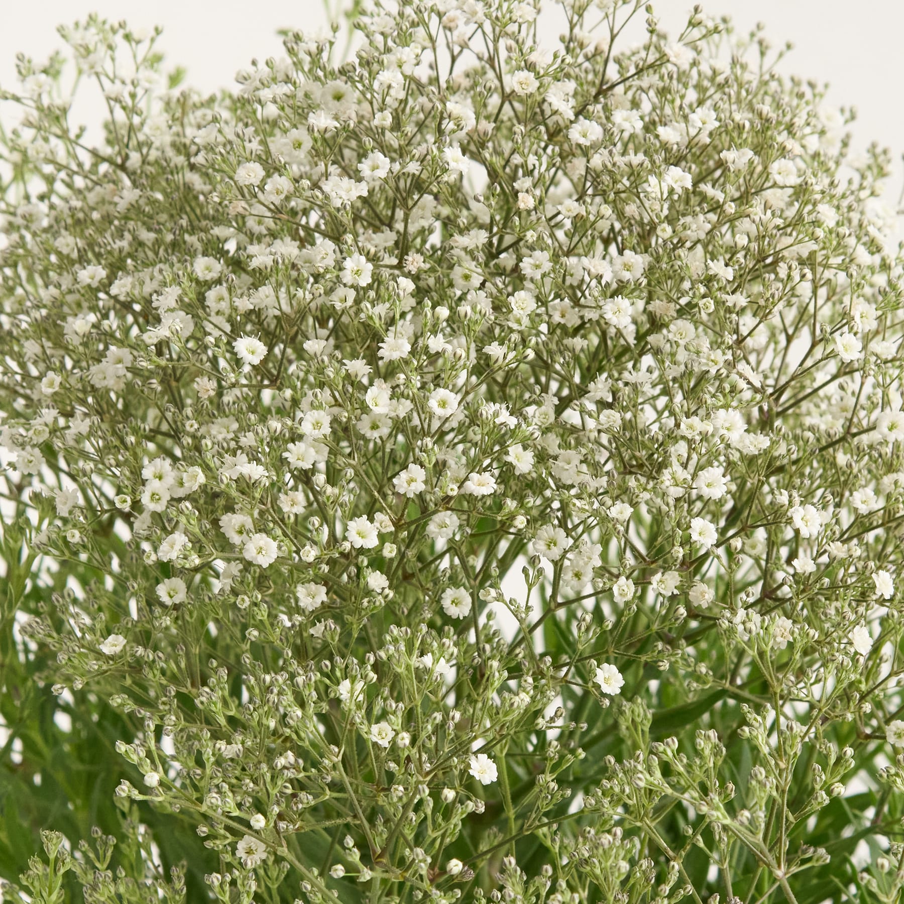 Ein üppiges, grünes Feld voller zarter, weißer Blumen, deren Blütenblätter vor dem Hintergrund leuchtend grünen Laubs sanft in der Brise wiegen.