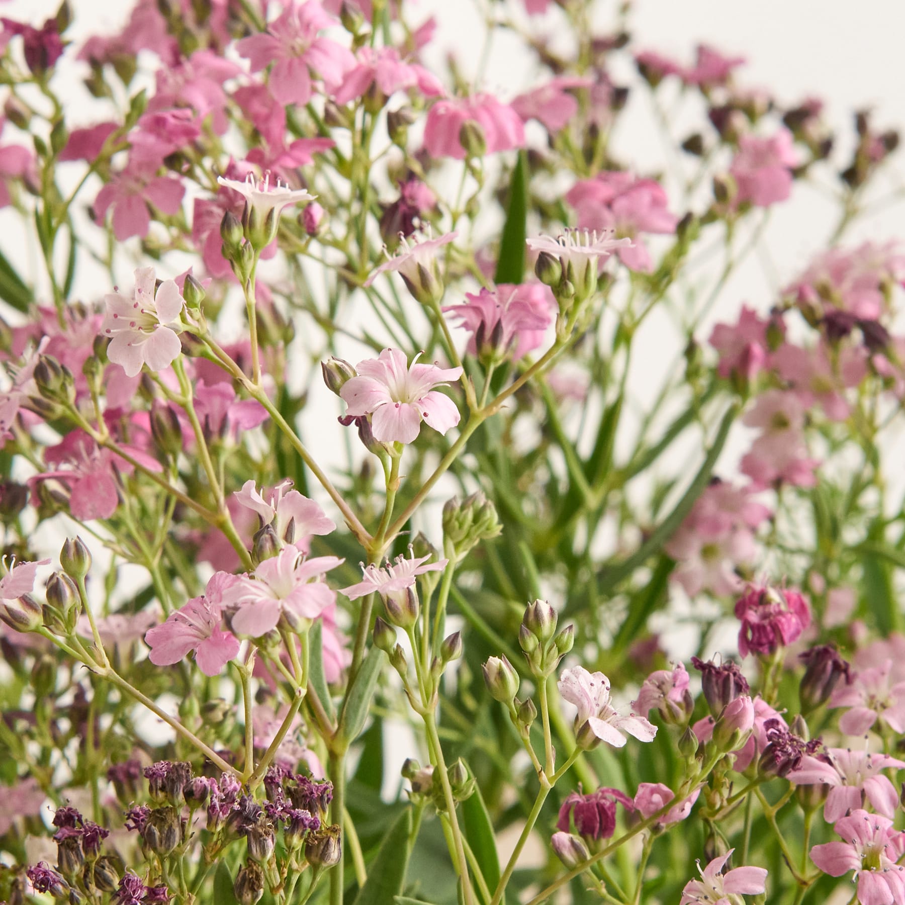 Ein üppiges, lebendiges Feld aus zartrosa Blüten mit grünem Laub im Vordergrund, vor einem unscharfen, natürlichen Hintergrund.