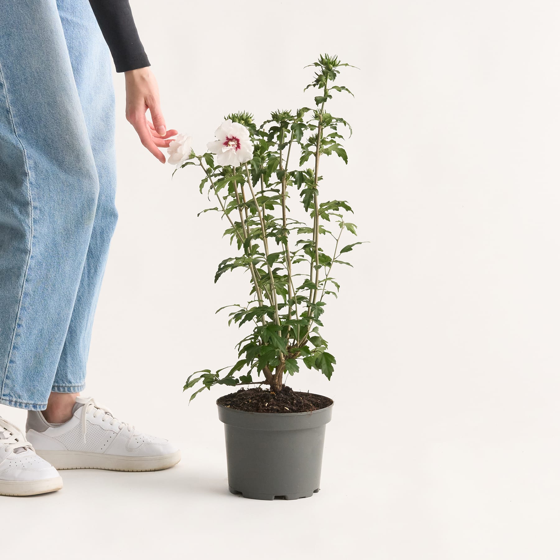 Auf einem weißen Hintergrund steht eine Topfpflanze mit grünen Blättern und einer einzelnen rosa Blüte. Im Vordergrund sind die Beine und Füße einer Person zu sehen.
