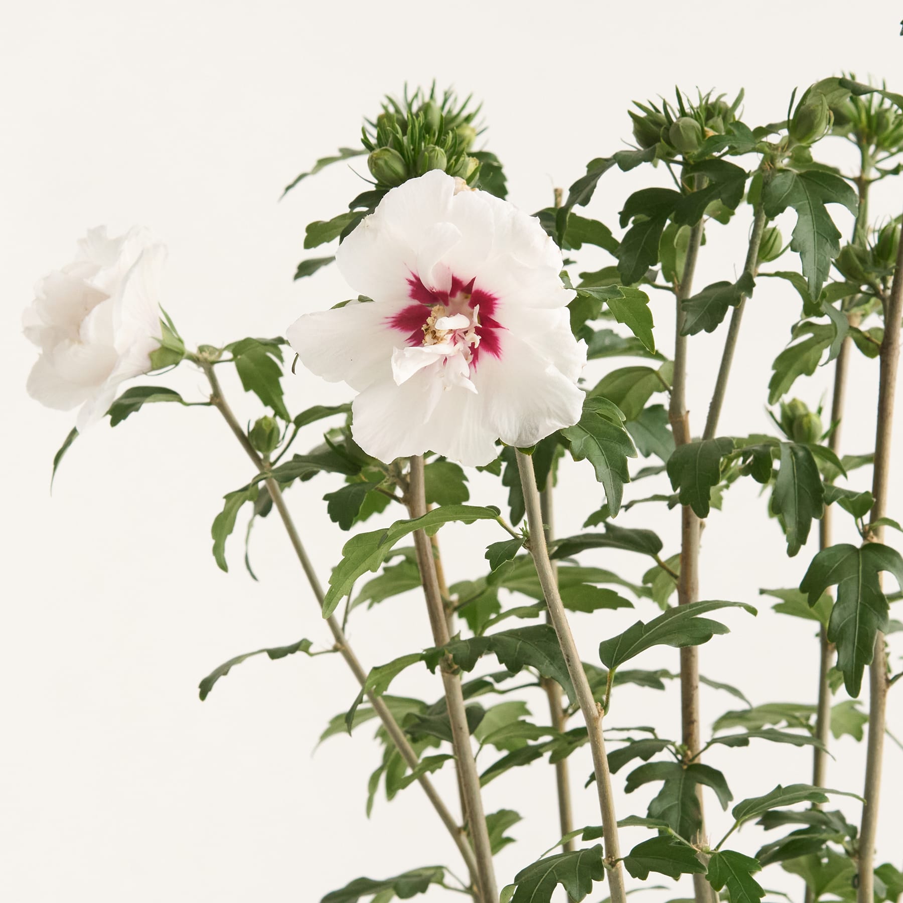 Eine leuchtend weiße Hibiskusblüte mit roter Mitte sticht vor einem schlichten Hintergrund zwischen üppigem grünem Laub hervor.