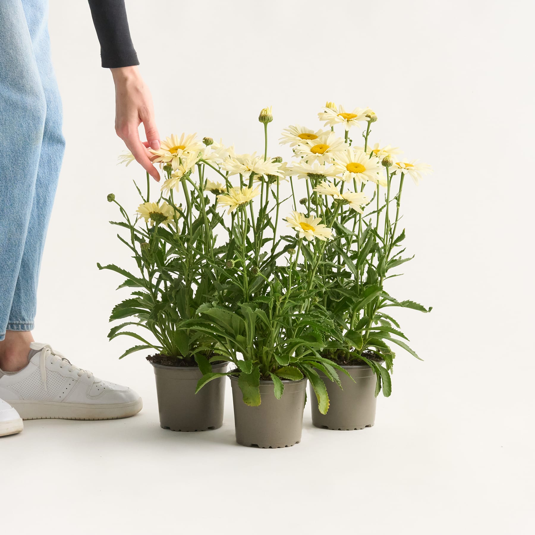 Das Bild zeigt eine Topfpflanze mit leuchtend gelben, gänseblümchenartigen Blüten, umgeben von den Beinen und Füßen einer Person in Freizeitkleidung.