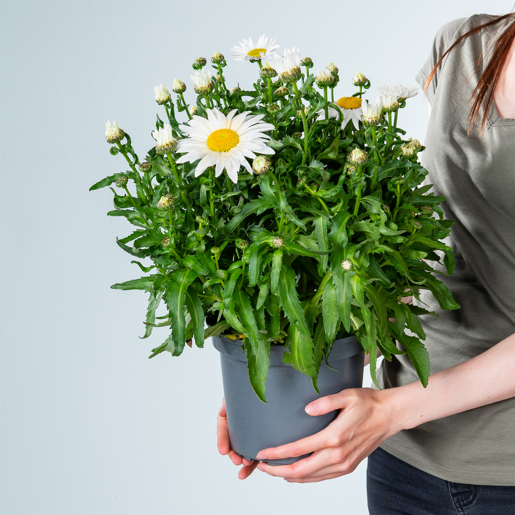 Eine üppige, grüne Topfpflanze mit kleinen gelben Blüten wird von einer Person vor einem schlichten weißen Hintergrund in den Händen gehalten.