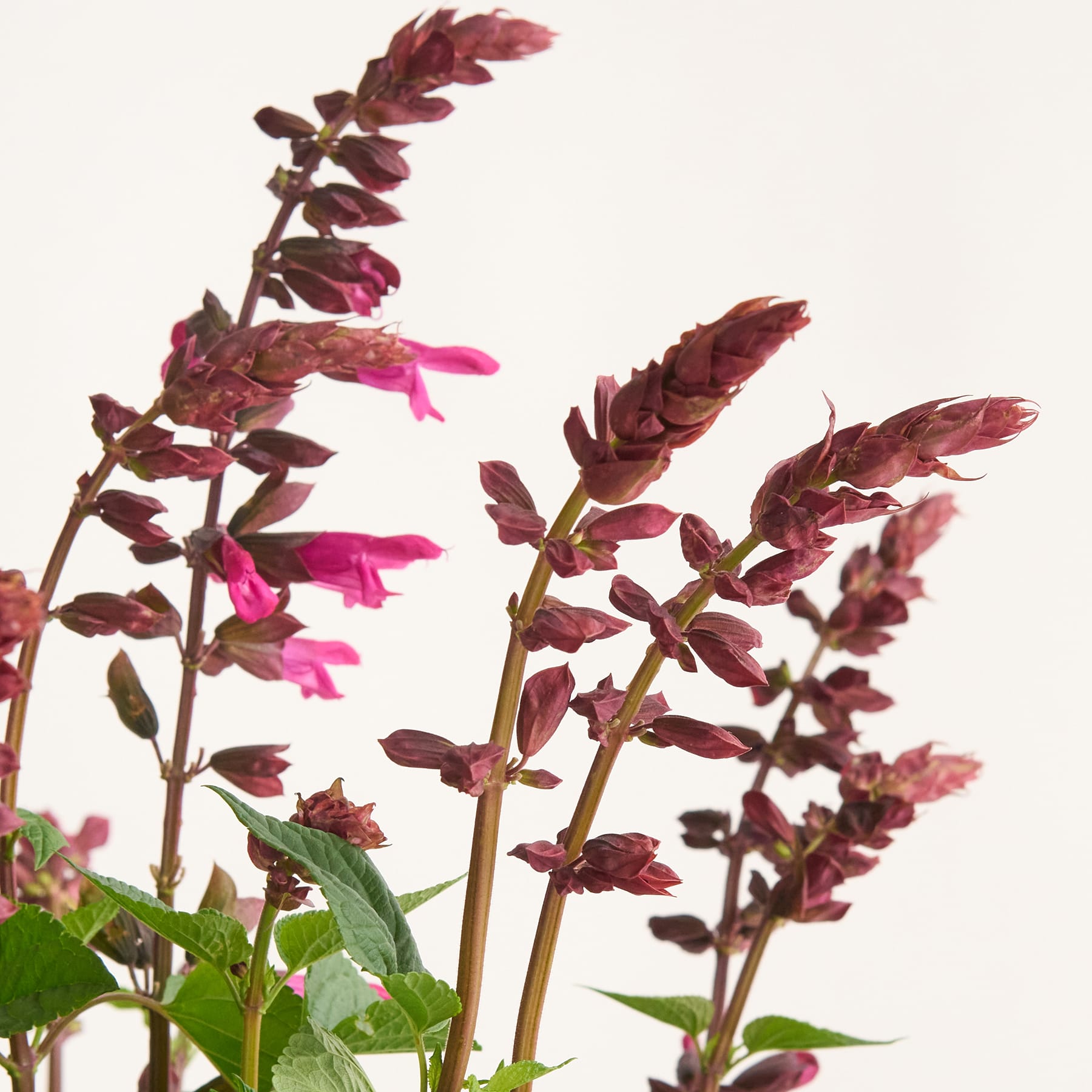 Das Bild zeigt leuchtende, burgunderfarbene Blumen mit zarten Blütenblättern und grünen Blättern vor einem schlichten, hellen Hintergrund.