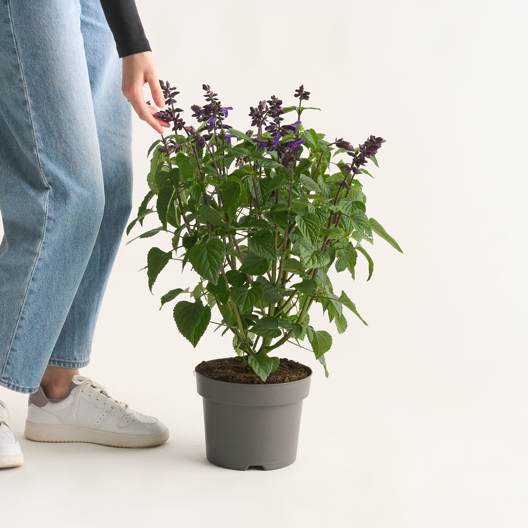 Im Vordergrund steht eine Topfpflanze mit üppigen grünen Blättern und violetten Blüten, während im Hintergrund die Beine und Füße einer Person in Freizeitkleidung zu sehen sind.