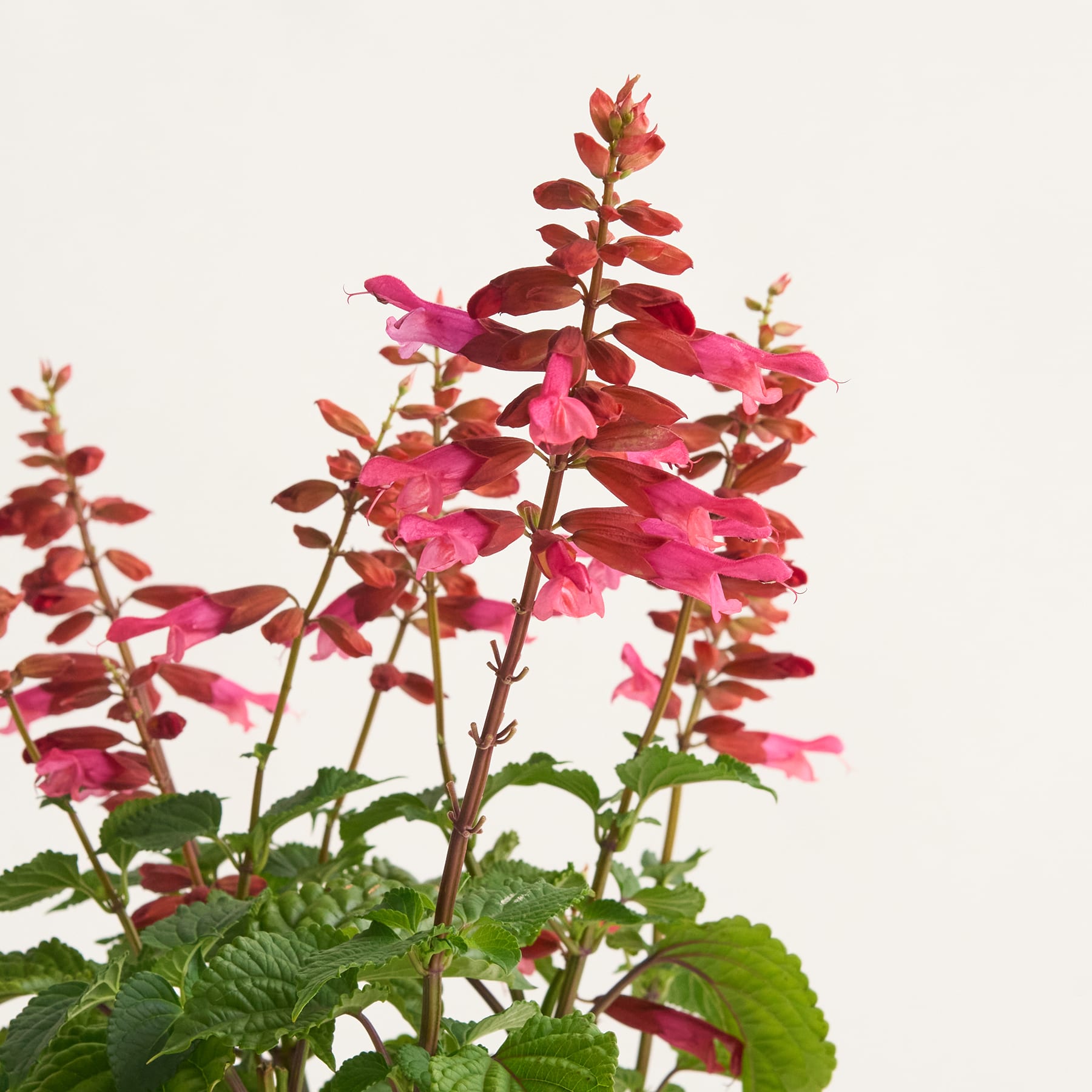 Leuchtend rosa und rote Blumen mit grünen Blättern heben sich von einem schlichten weißen Hintergrund ab und schaffen eine auffällige und optisch ansprechende Komposition.