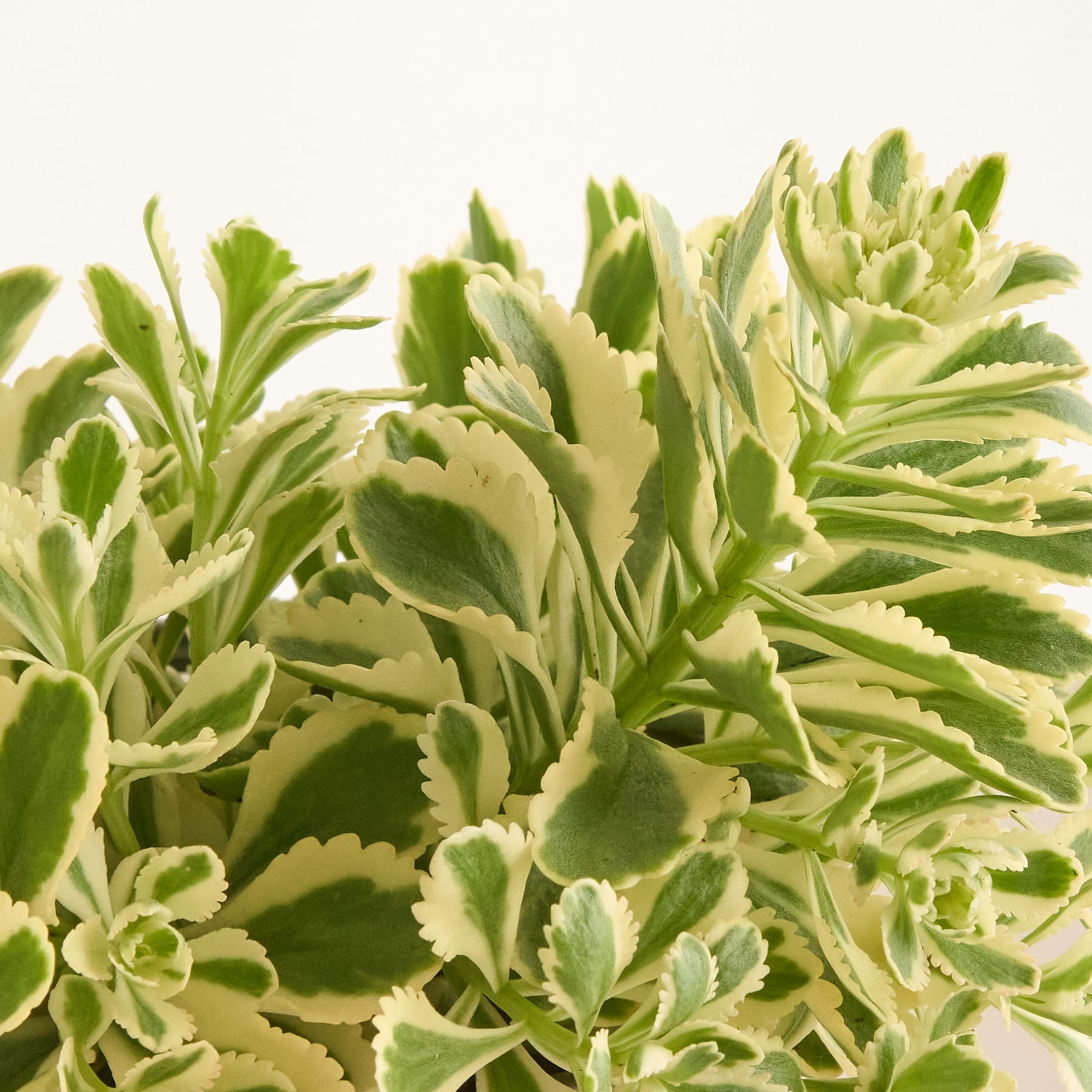 Das Bild zeigt eine Nahaufnahme verschiedener grüner und gelber Sukkulenten, deren fleischige, strukturierte Blätter den Rahmen vor einem schlichten, hellen Hintergrund ausfüllen.