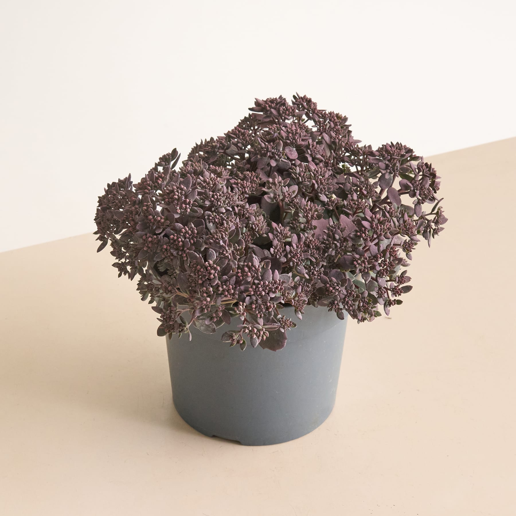 Eine Topfpflanze mit dichtem, violettem Laub steht auf einer hellen Oberfläche vor einem schlichten Hintergrund.