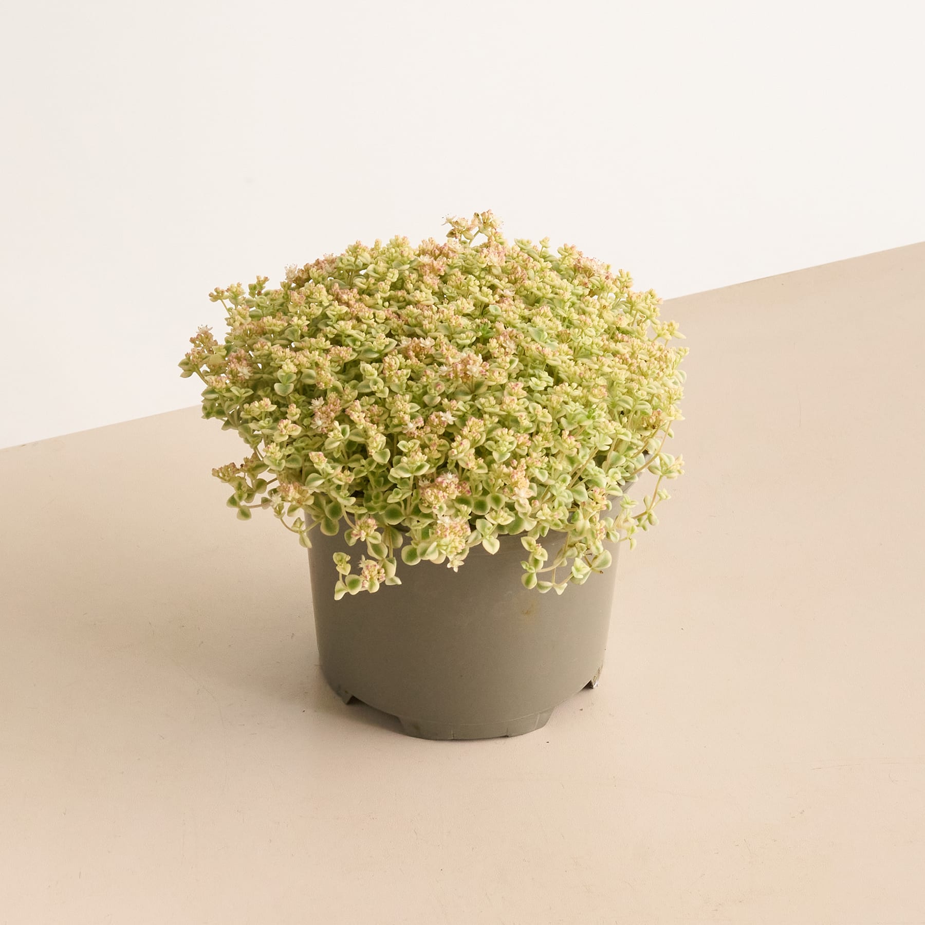 Eine Topfpflanze mit üppigem, grünem Laub steht auf einer beigen Oberfläche vor einem schlichten, hellen Hintergrund.