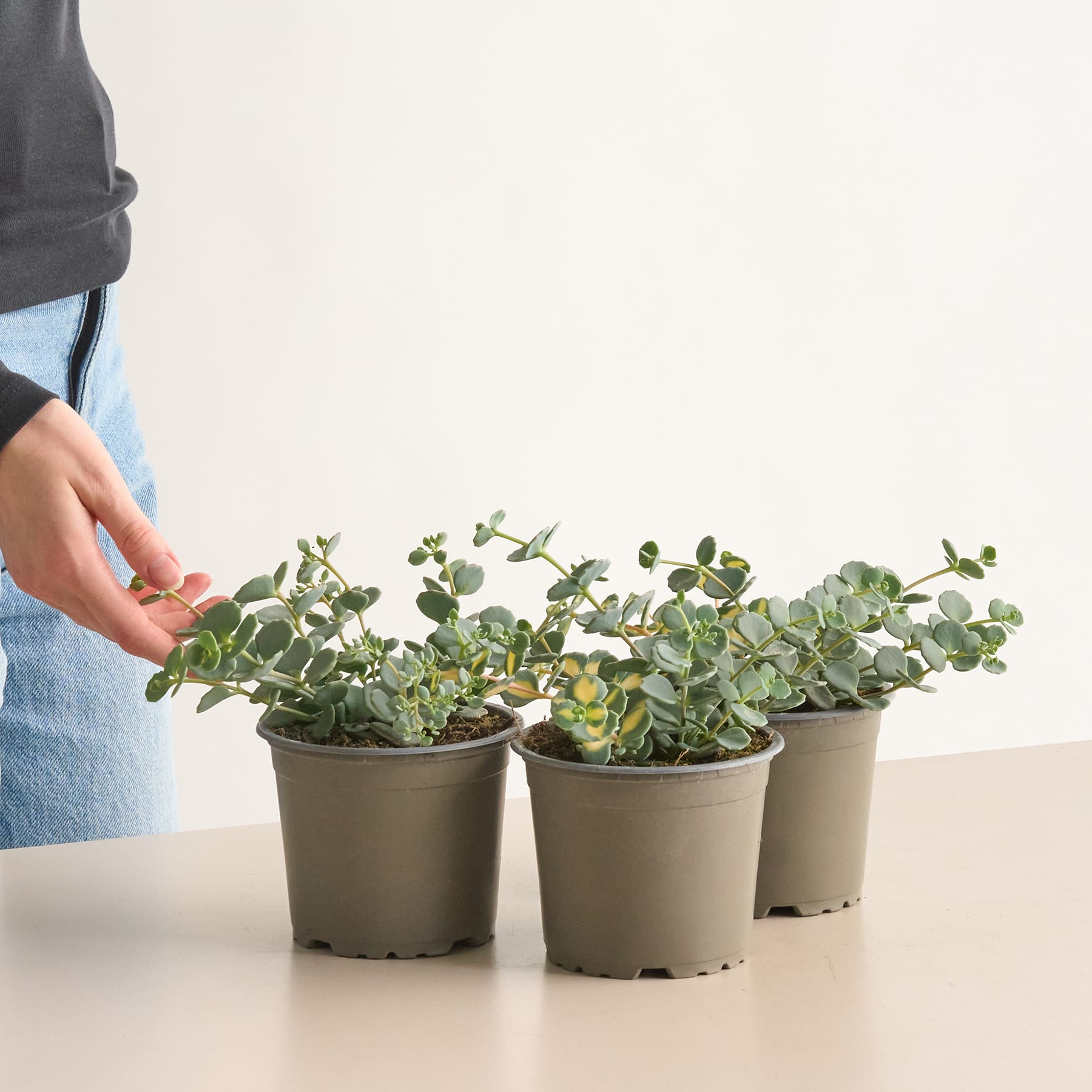 Das Bild zeigt drei Topfpflanzen mit üppigem, grünem Laub auf einem Tisch vor einem schlichten weißen Hintergrund.