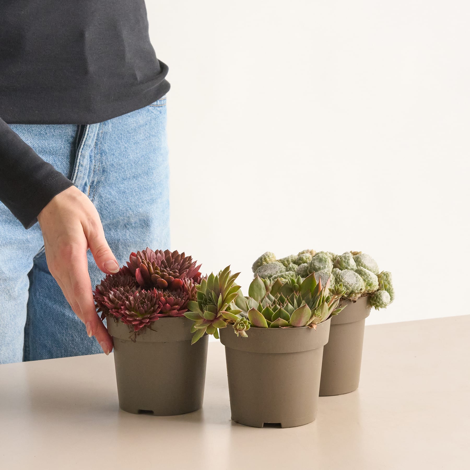 Das Bild zeigt mehrere Sukkulenten und Blumen in Töpfen, darunter eine große rote Chrysantheme, auf einem Tisch vor einem schlichten weißen Hintergrund. Zu sehen ist die Hand einer Person, die eine der Topfpflanzen hält.