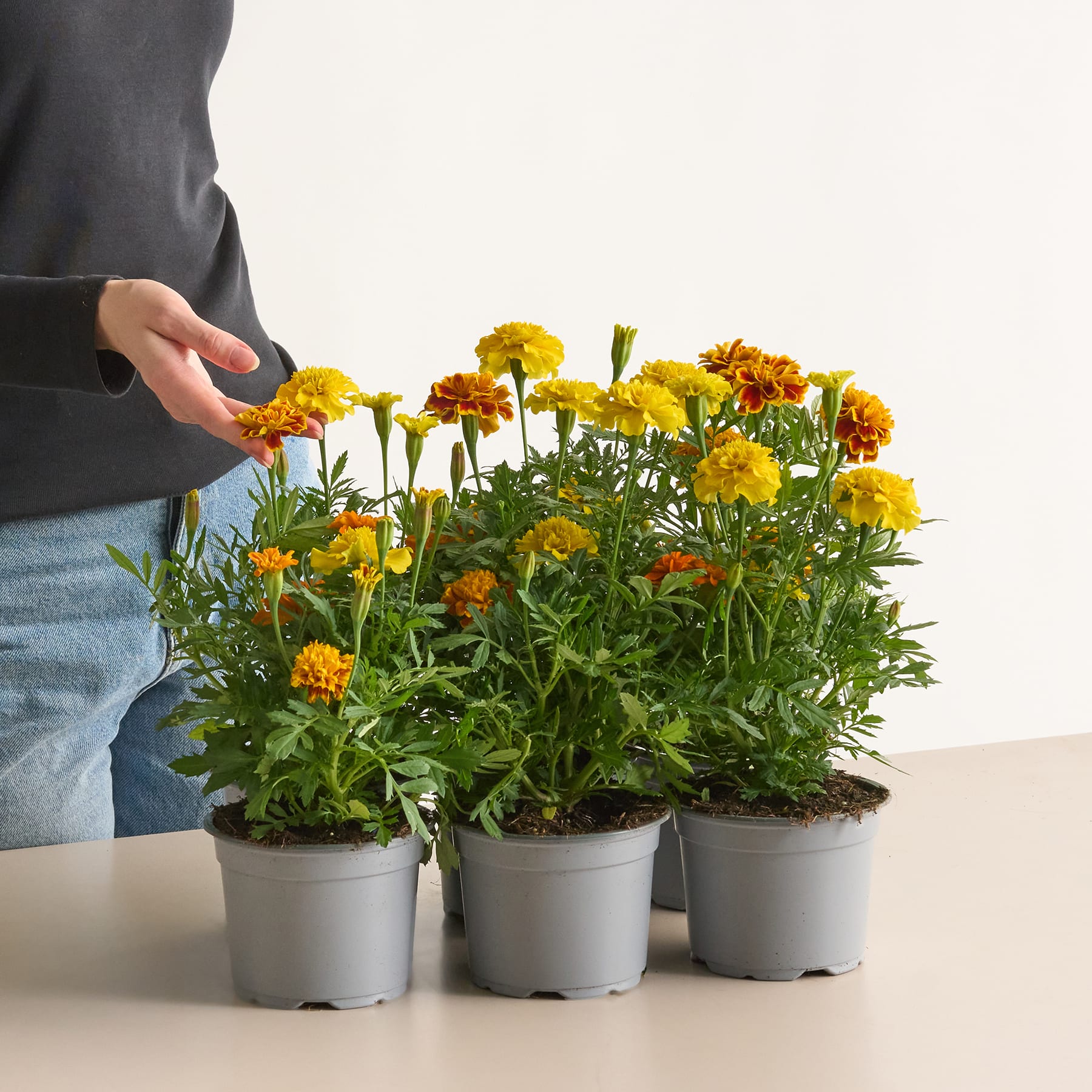 Eine Sammlung leuchtend gelber und orangefarbener Ringelblumen in Töpfen, im Vordergrund ist die Hand einer Person zu sehen.