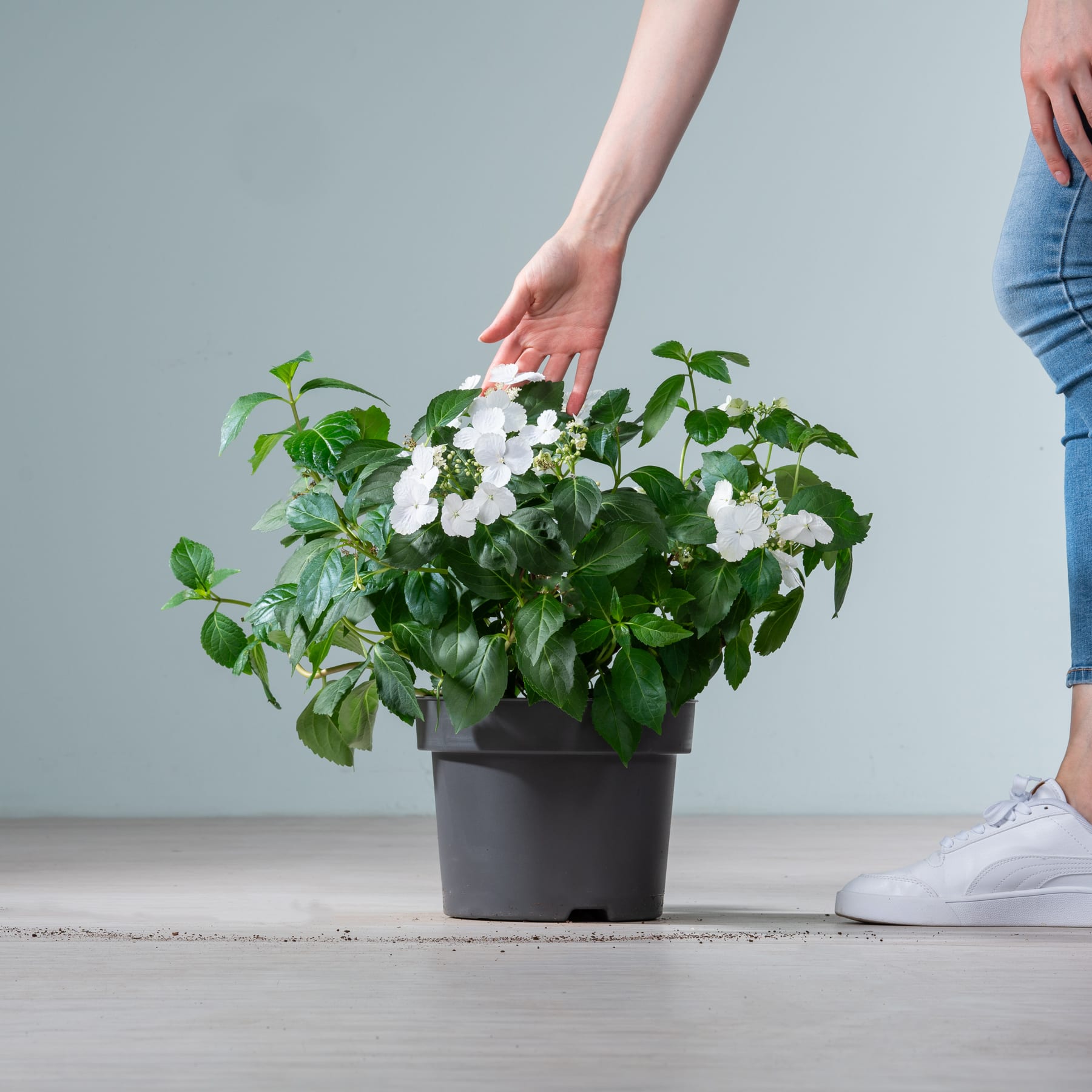 Das Bild zeigt eine Topfpflanze mit weißen Blüten und grünen Blättern, die im Vordergrund vor einem schlichten grauen Hintergrund von den Händen einer Person gehalten wird.