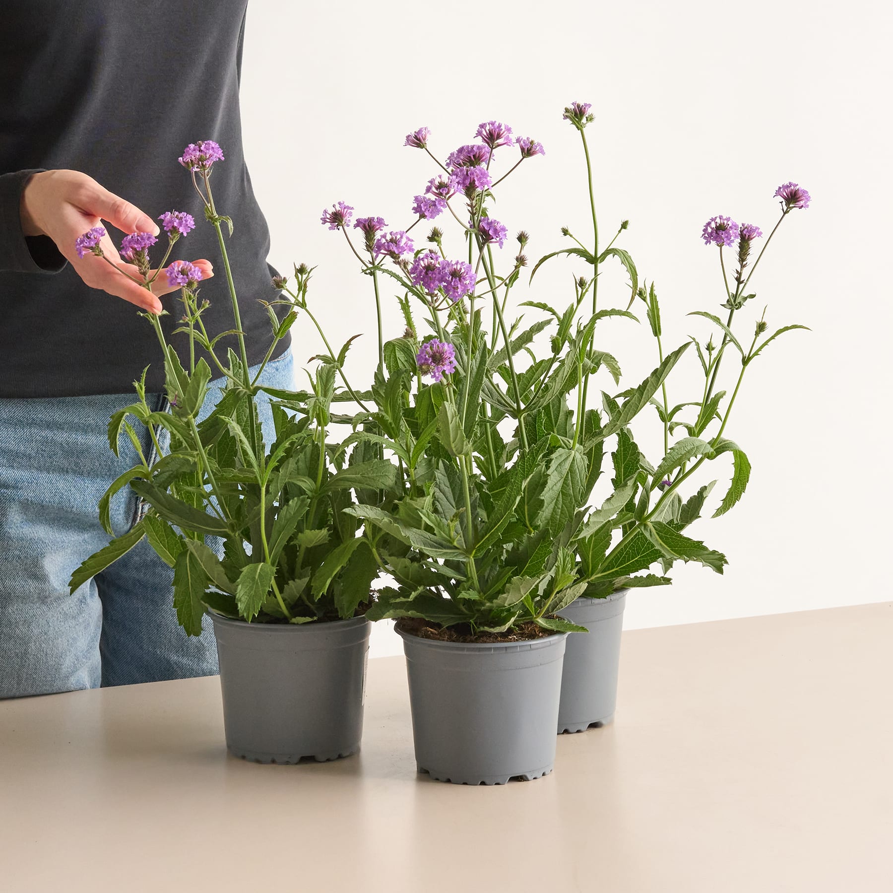 Das Bild zeigt mehrere Topfpflanzen mit leuchtend violetten Blüten, wahrscheinlich eine Art Eisenkraut oder eine ähnliche Blütenpflanze, die vor einem schlichten weißen Hintergrund auf einem Tisch stehen.