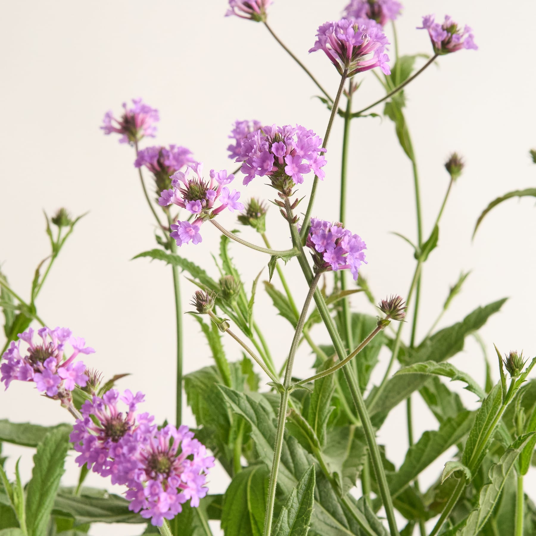 Das Bild zeigt eine leuchtende Pracht violetter Wildblumen vor einem sanften, neutralen Hintergrund, wodurch eine heitere und natürliche Komposition entsteht.