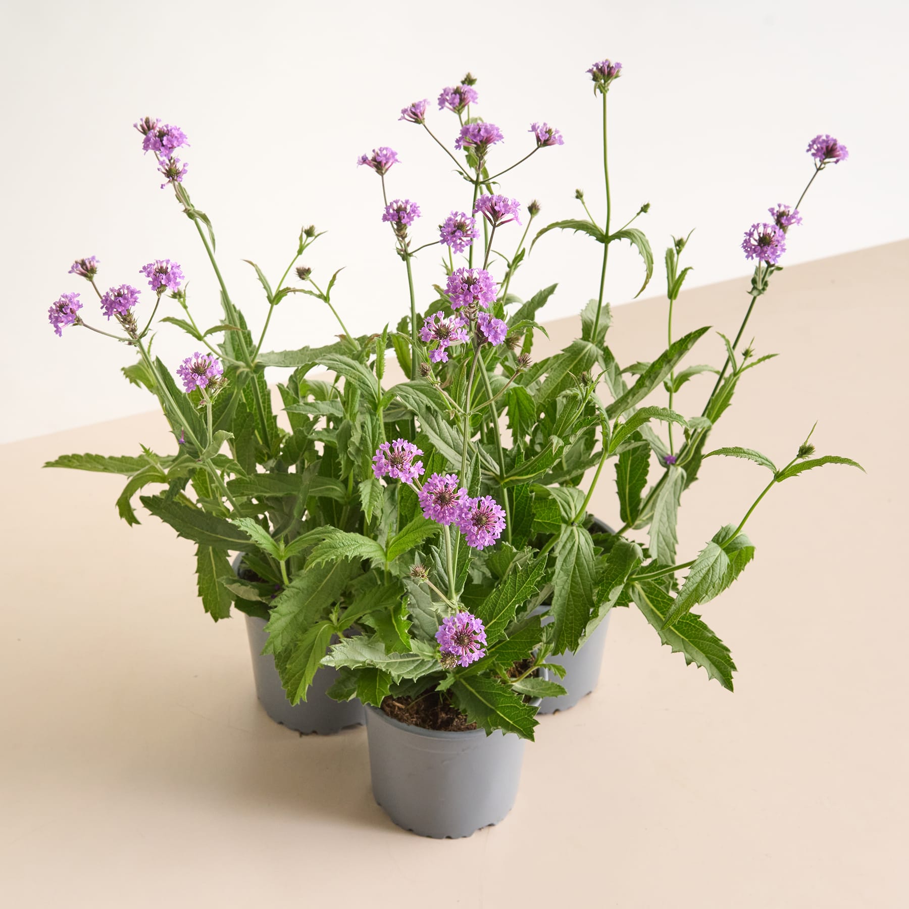 Das Bild zeigt eine Topfpflanze mit leuchtend violetten Blüten und üppigem grünen Laub vor einem schlichten, hellen Hintergrund.