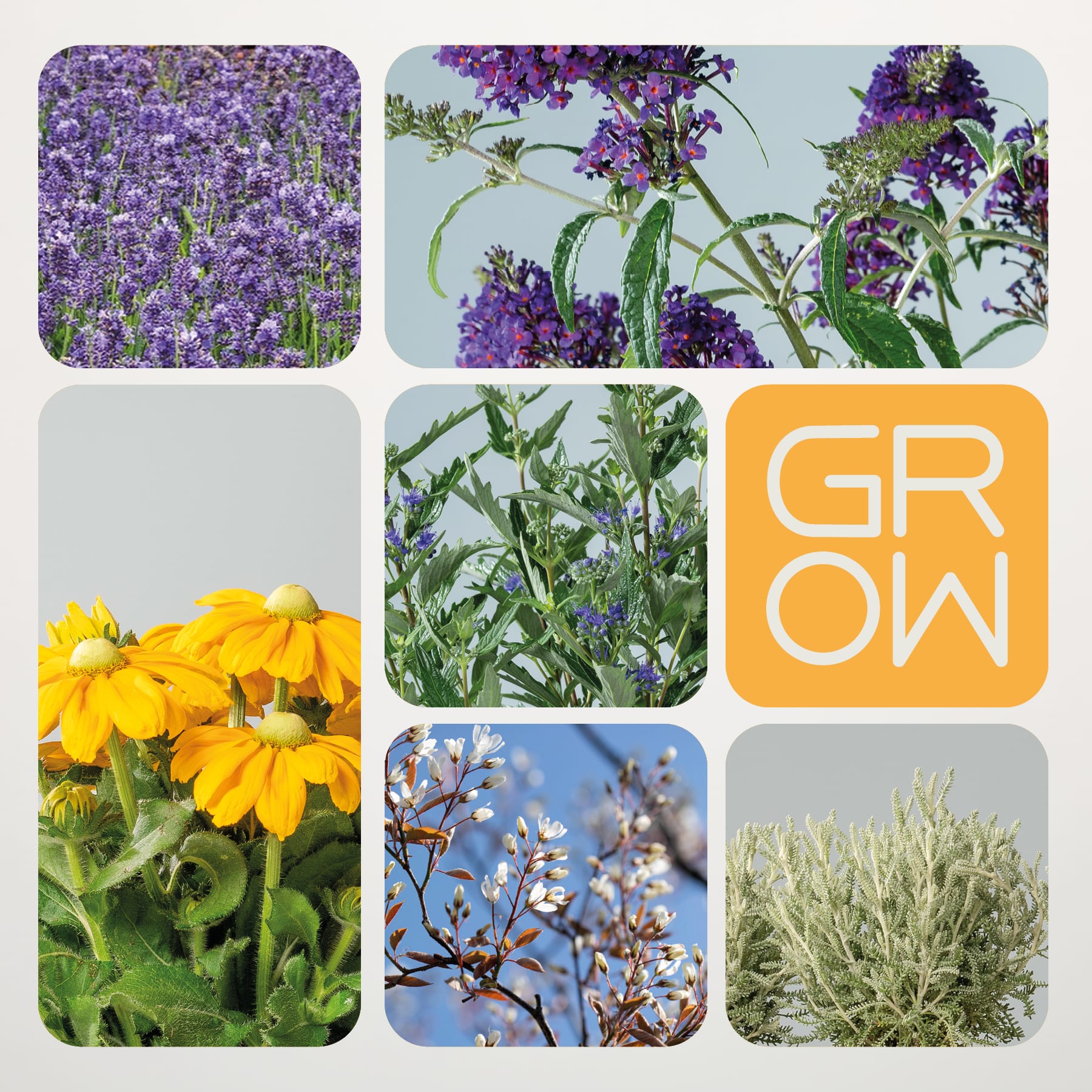 Das Bild ist eine Collage aus verschiedenen Naturszenen mit leuchtend violetten Blumen, gelben Gänseblümchen, grünem Laub und einer Textüberlagerung mit der Aufschrift „GROW“.