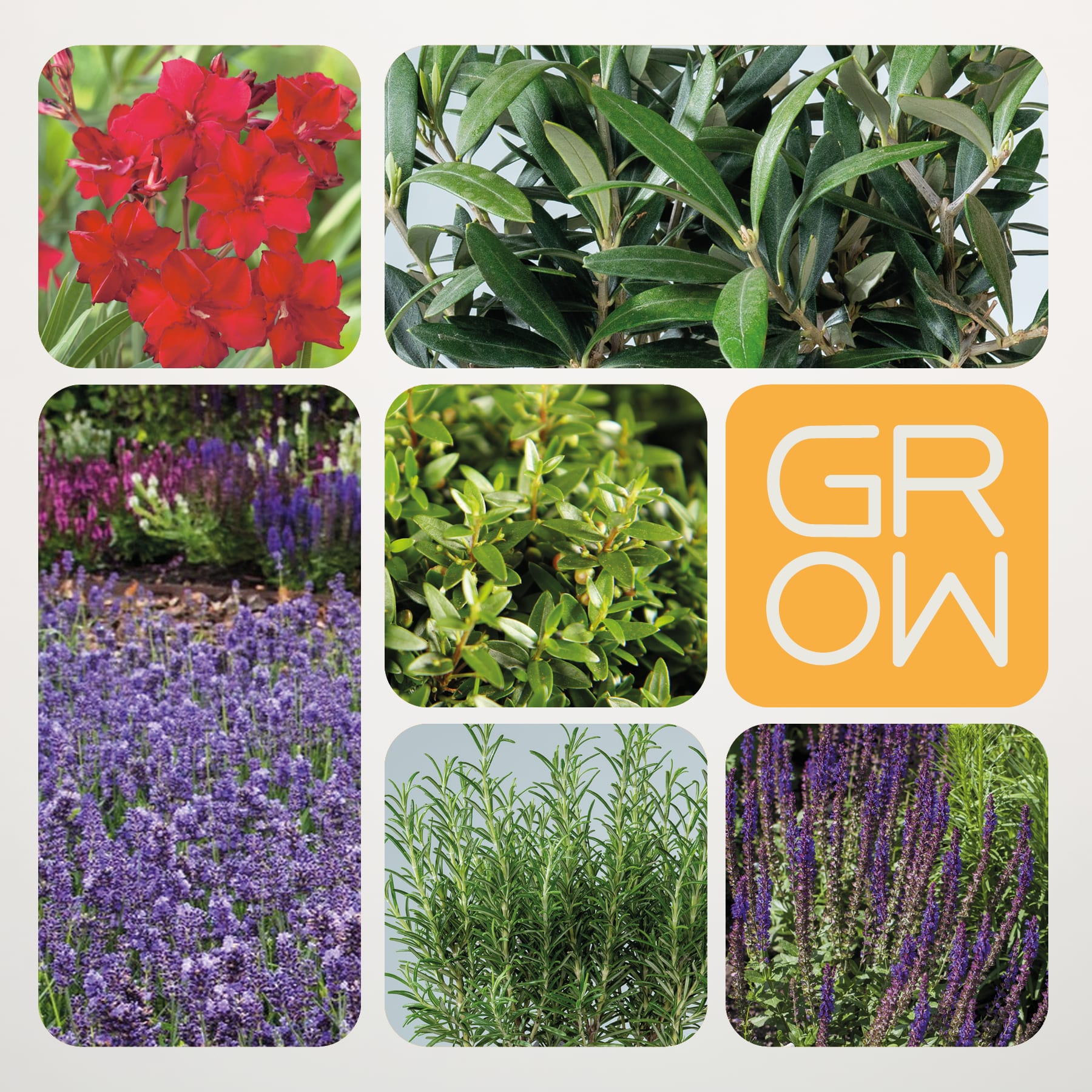Das Bild zeigt eine Collage verschiedener lebendiger und üppiger Gartenpflanzen, darunter rote Blumen, grüne Blätter und violett blühende Pflanzen, alle vor einem Hintergrund, auf dem das Wort „GROW“ deutlich sichtbar ist.