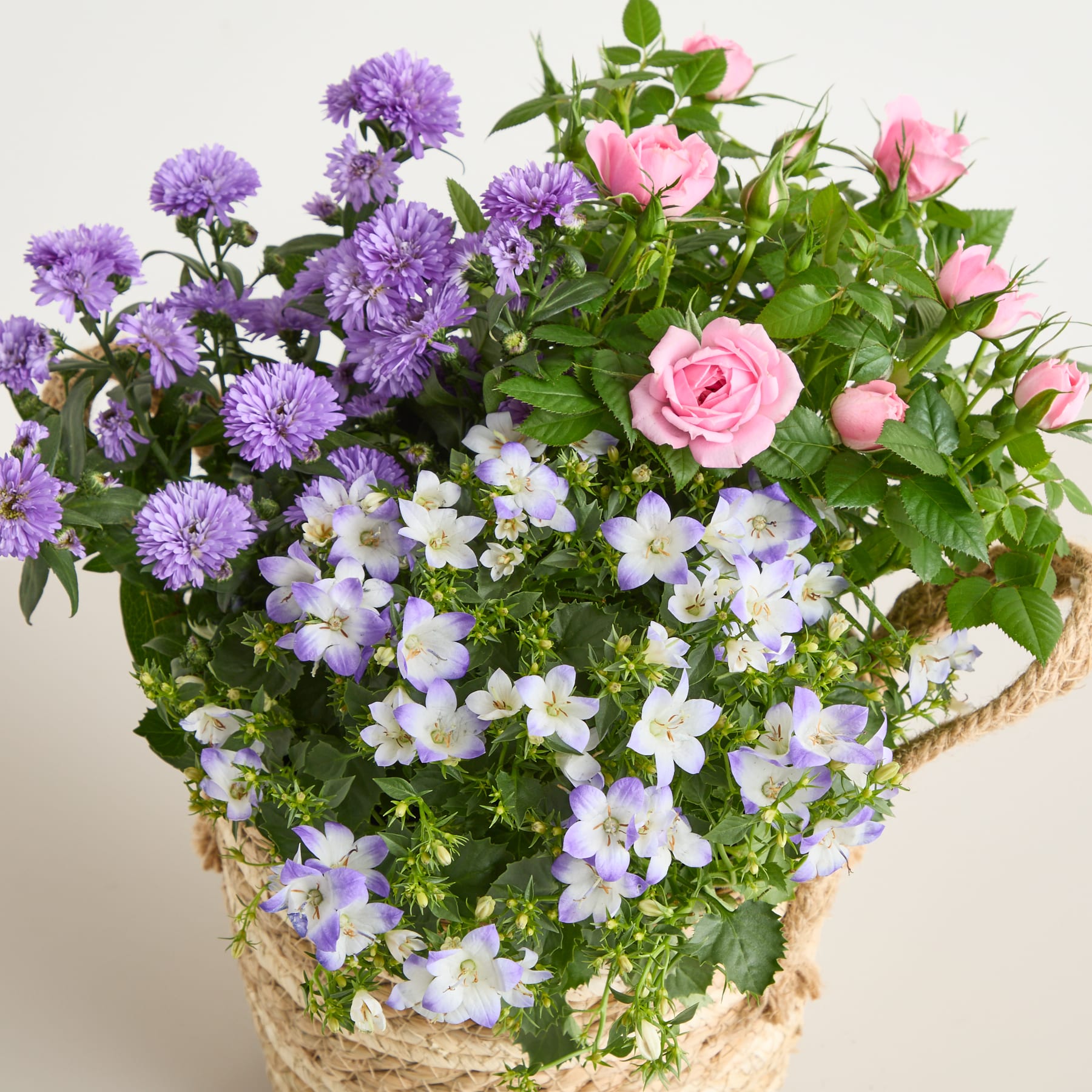 Ein lebendiger Strauß aus lila Chrysanthemen, rosa Rosen und zarten weißen Blumen, arrangiert in einem geflochtenen Korb vor einem schlichten Hintergrund. (Beschreibungstext KI-generiert)