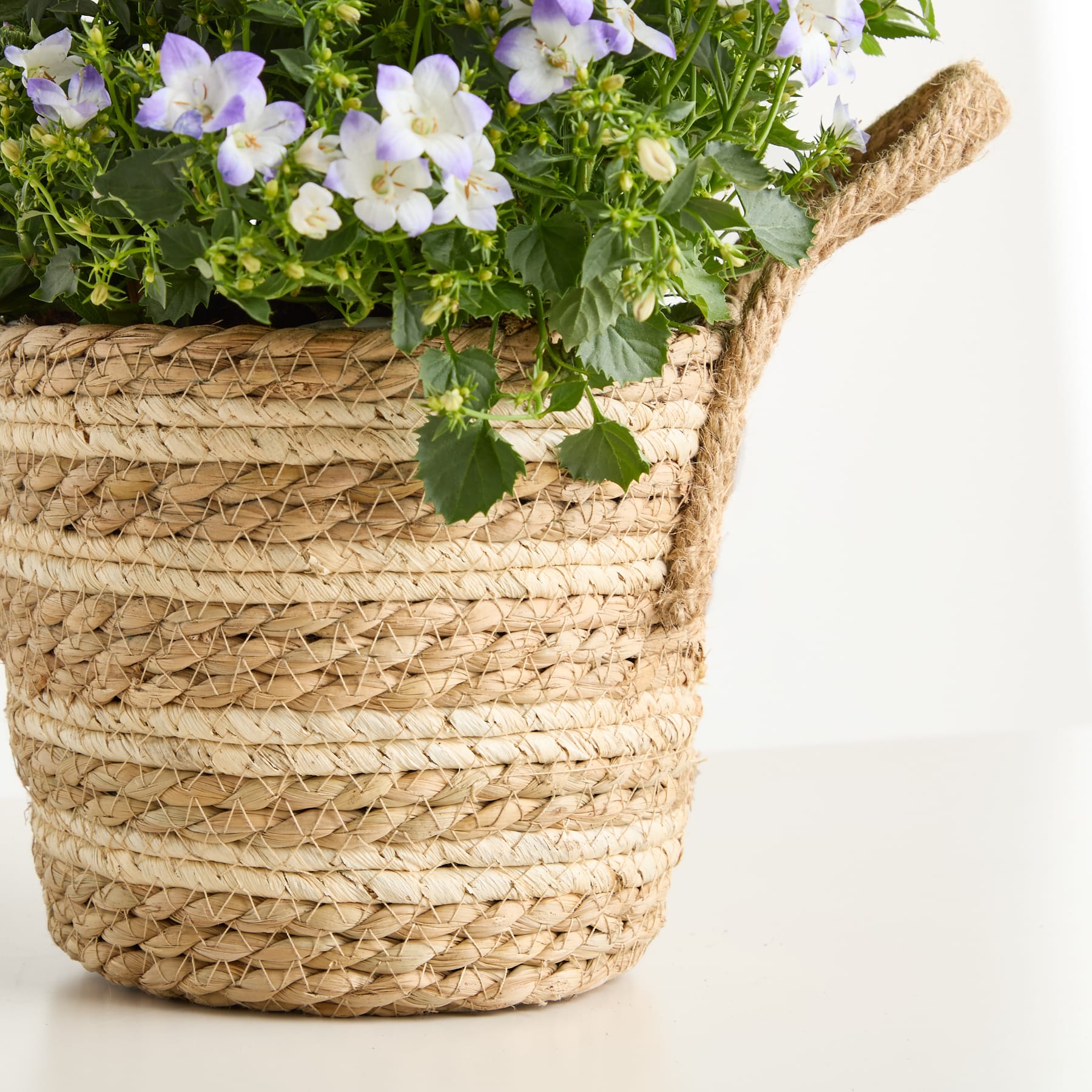 Ein geflochtener Strohkorb gefüllt mit leuchtend violetten und weißen Blumen vor einem schlichten weißen Hintergrund. (Beschreibungstext KI-generiert)