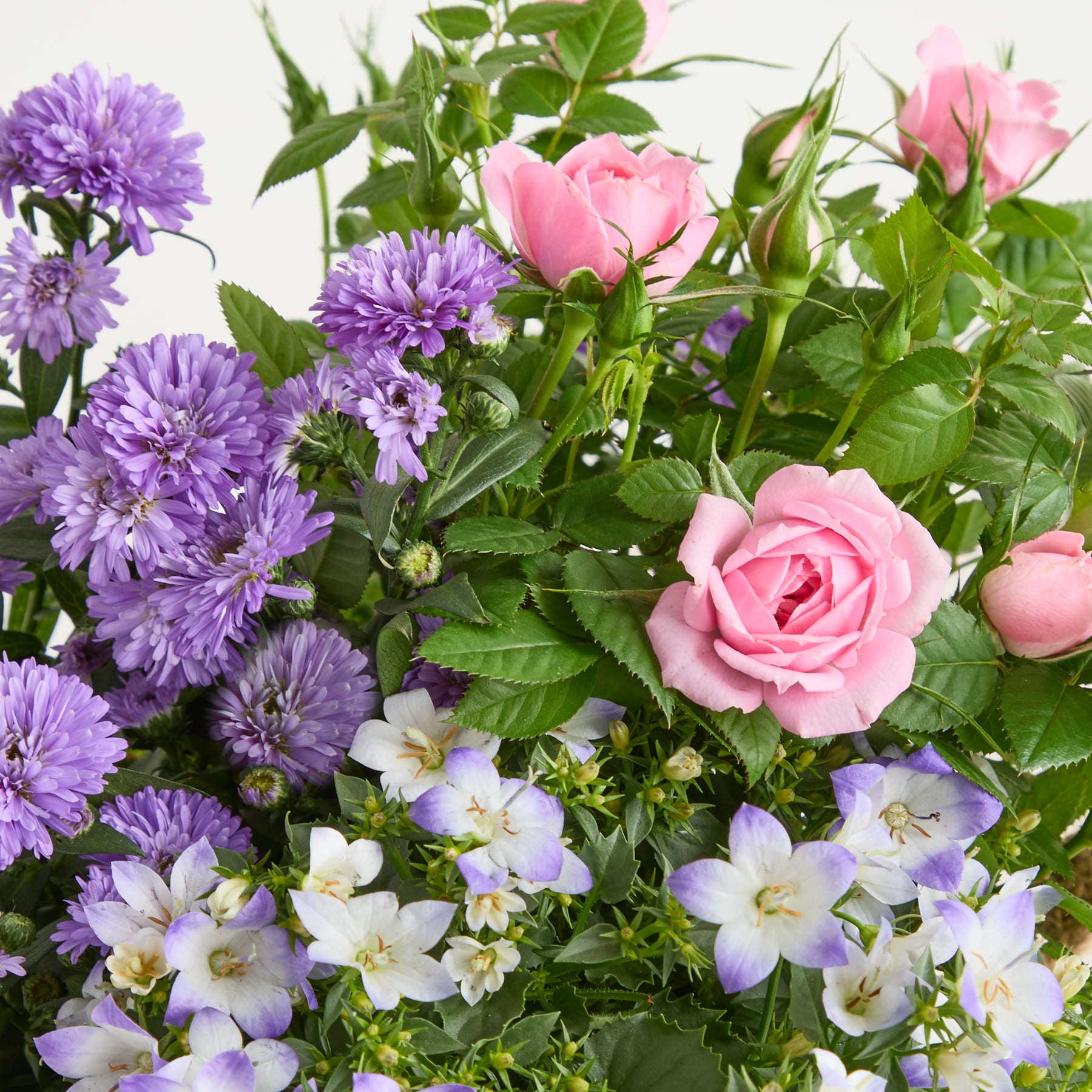 Ein lebendiger Strauß aus lila Chrysanthemen, rosa Rosen und weißen Blumen vor einem grünen Laubhintergrund. (Beschreibungstext KI-generiert)