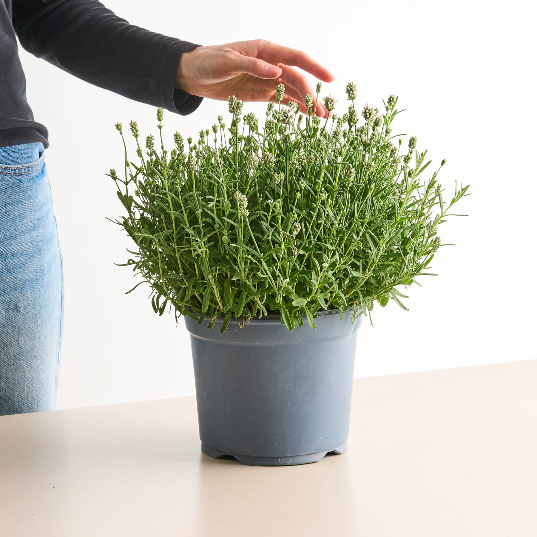 Die Hände einer Person berühren sanft eine Topfpflanze mit üppiger, grüner Vegetation vor einem schlichten weißen Hintergrund.