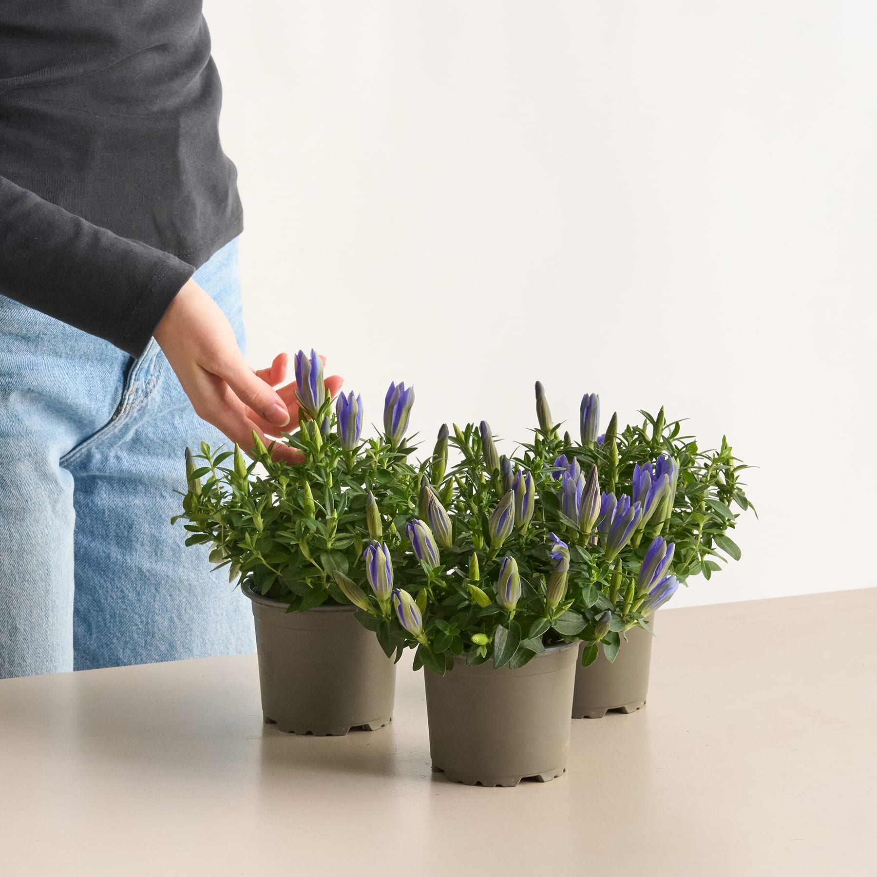 Das Bild zeigt mehrere Topfpflanzen mit violettem und grünem Laub auf einem Tisch vor einem schlichten Hintergrund.