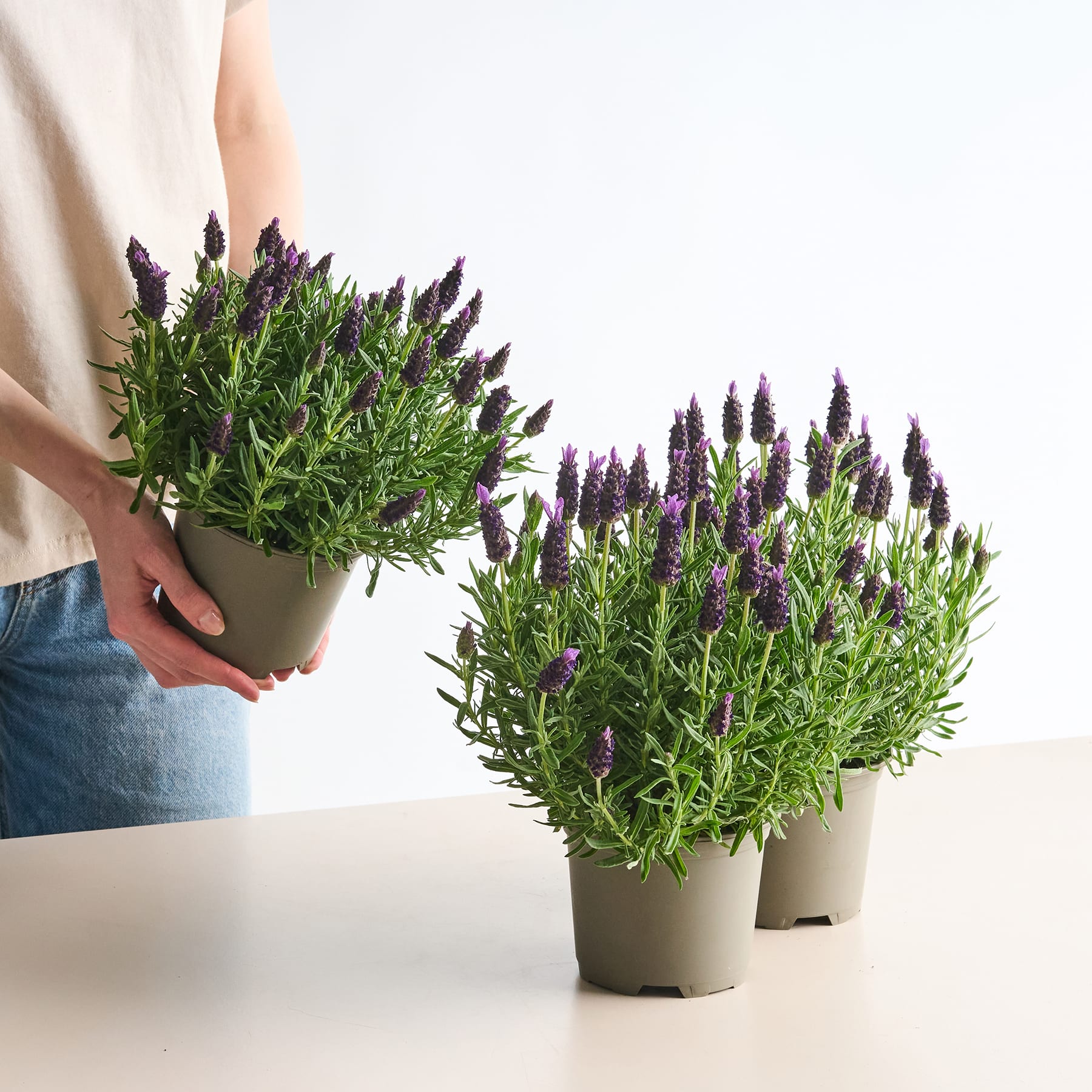 Das Bild zeigt zwei Lavendelpflanzen in Töpfen mit leuchtend violetten Blüten und grünem Laub, die von einer Person in den Händen gehalten werden, vor einem schlichten weißen Hintergrund.