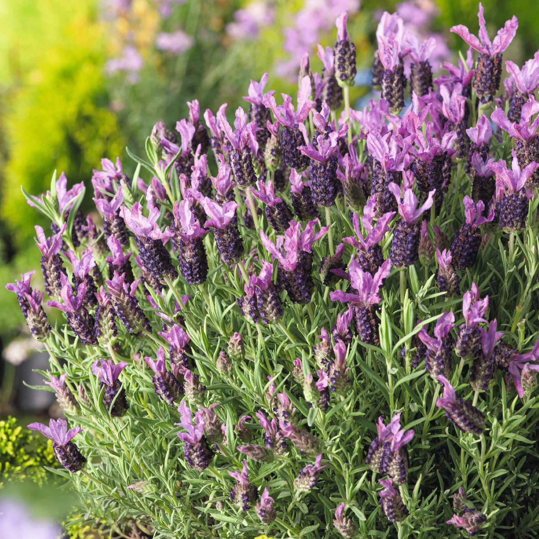 Das Bild zeigt zwei Lavendelpflanzen in Töpfen mit leuchtend violetten Blüten und üppigem grünem Laub, die von einer Person in den Händen gehalten werden, vor einem schlichten weißen Hintergrund.