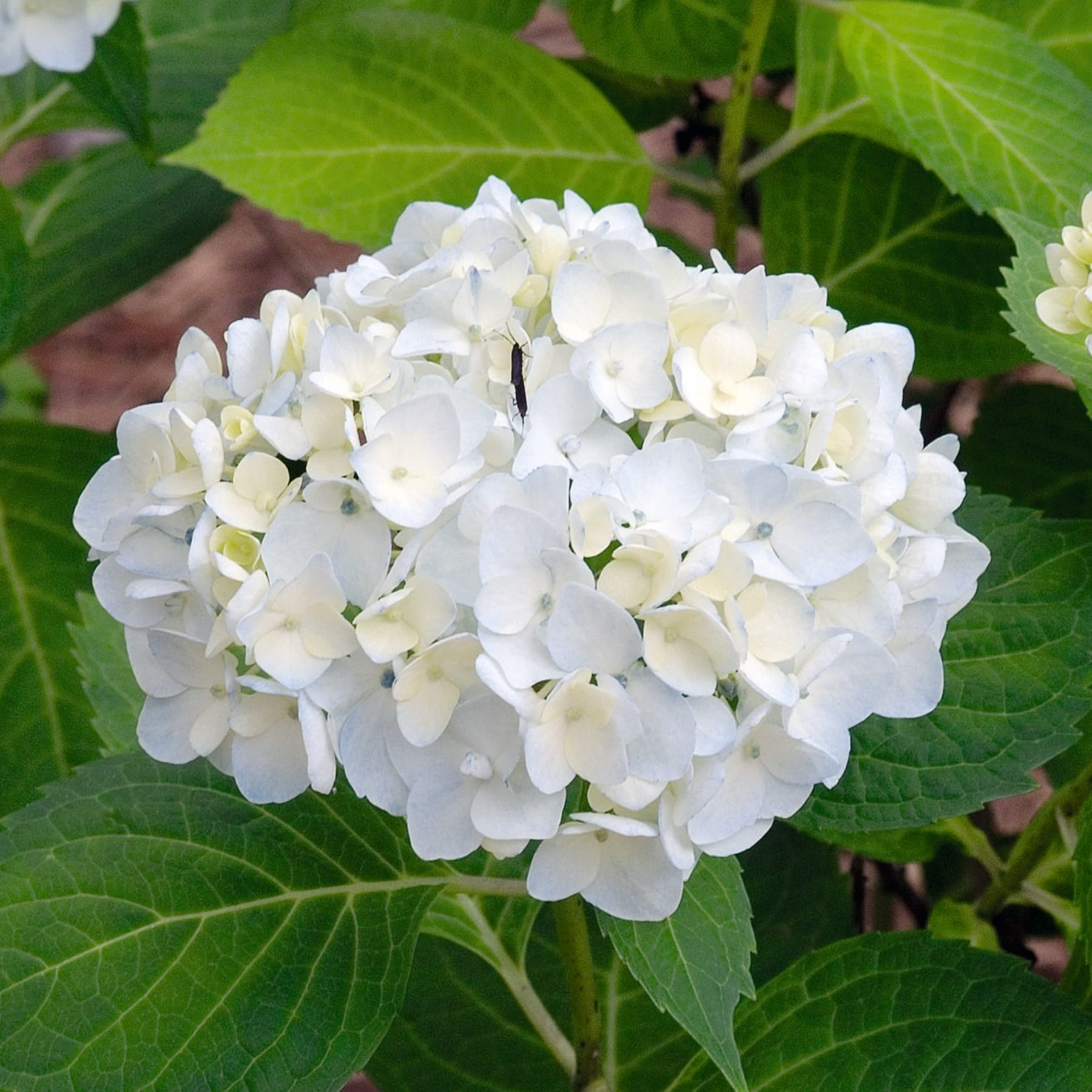 Das Bild zeigt eine Gruppe wunderschöner weißer Hortensienblüten, umgeben von üppigen grünen Blättern vor einem unscharfen natürlichen Hintergrund.
