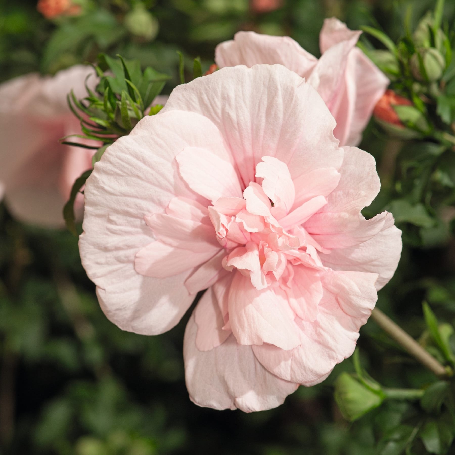 Auf dem Boden steht eine Topfpflanze mit üppigen grünen Blättern und kleinen rosa Blüten. Im Vordergrund sind die Beine und Füße einer Person zu sehen.