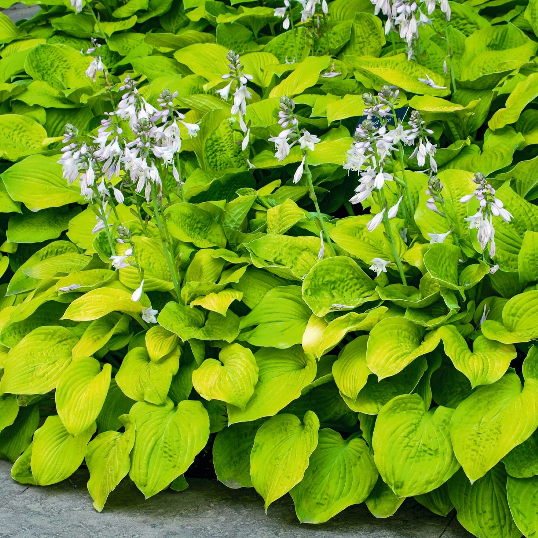 Das Bild zeigt einen üppigen, grünen Hintergrund mit zarten, weißen Blumen, die im Vordergrund blühen und eine heitere und ruhige Szene schaffen.