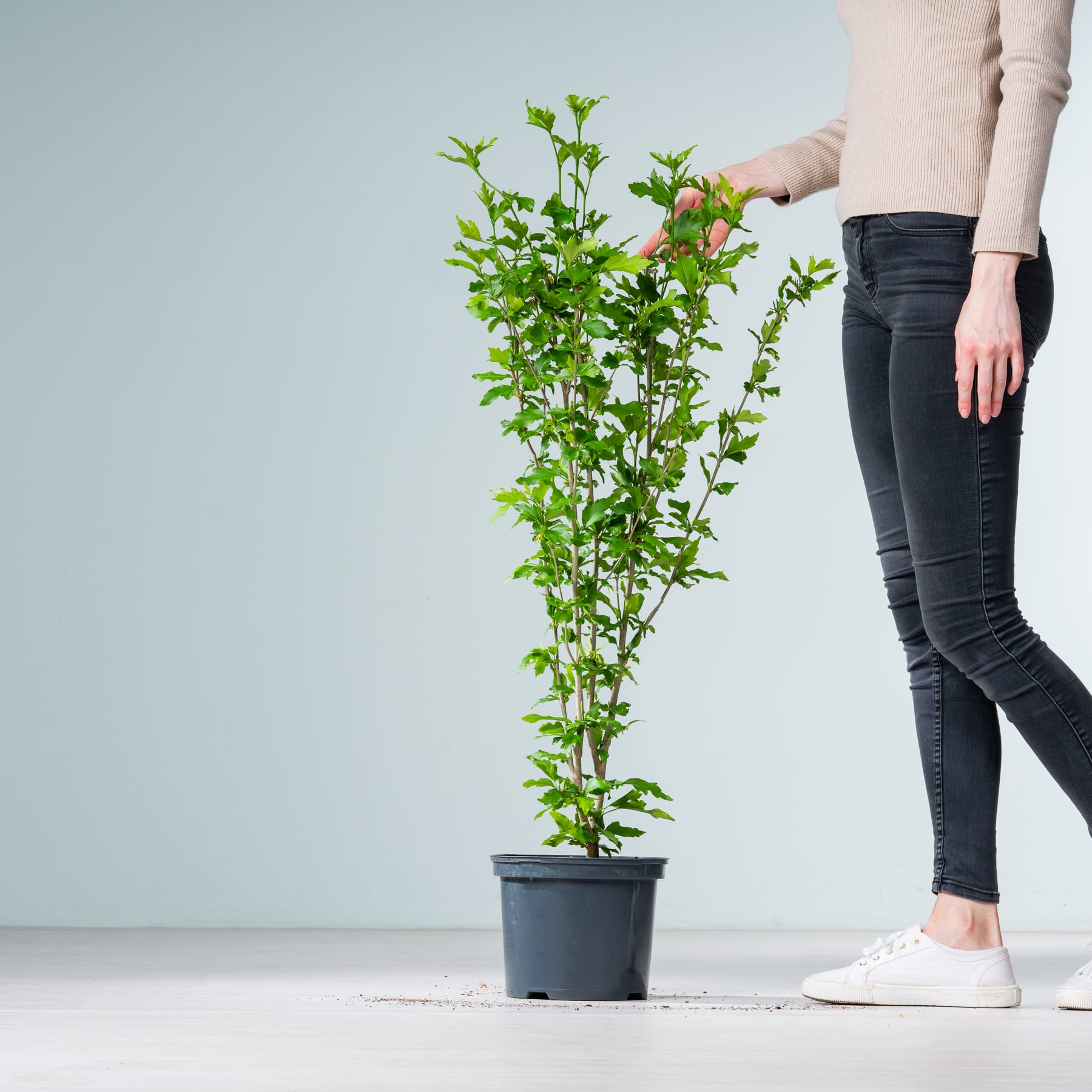 Auf dem Boden steht eine Topfpflanze mit grünen Blättern und kleinen rosa Blüten. Im Vordergrund sind die Beine und Füße einer Person zu sehen.