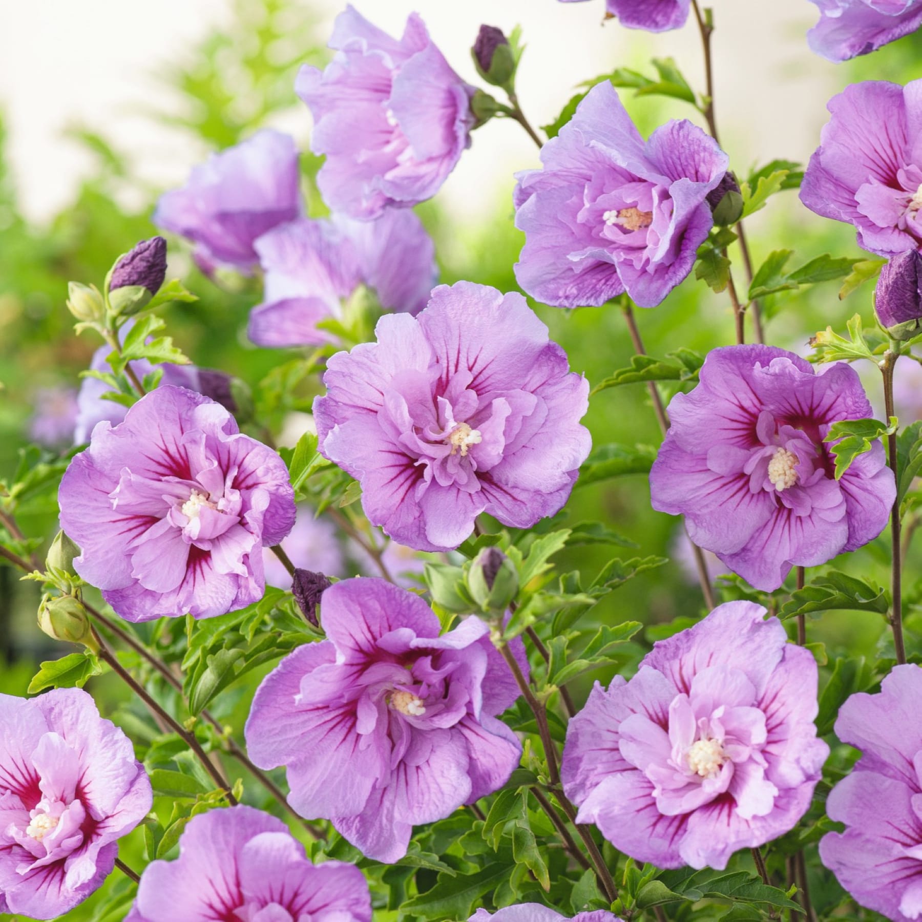 Auf dem Boden steht eine Topfpflanze mit üppigen grünen Blättern und kleinen rosa Blüten. Im Vordergrund sind die Beine und Füße einer Person zu sehen.