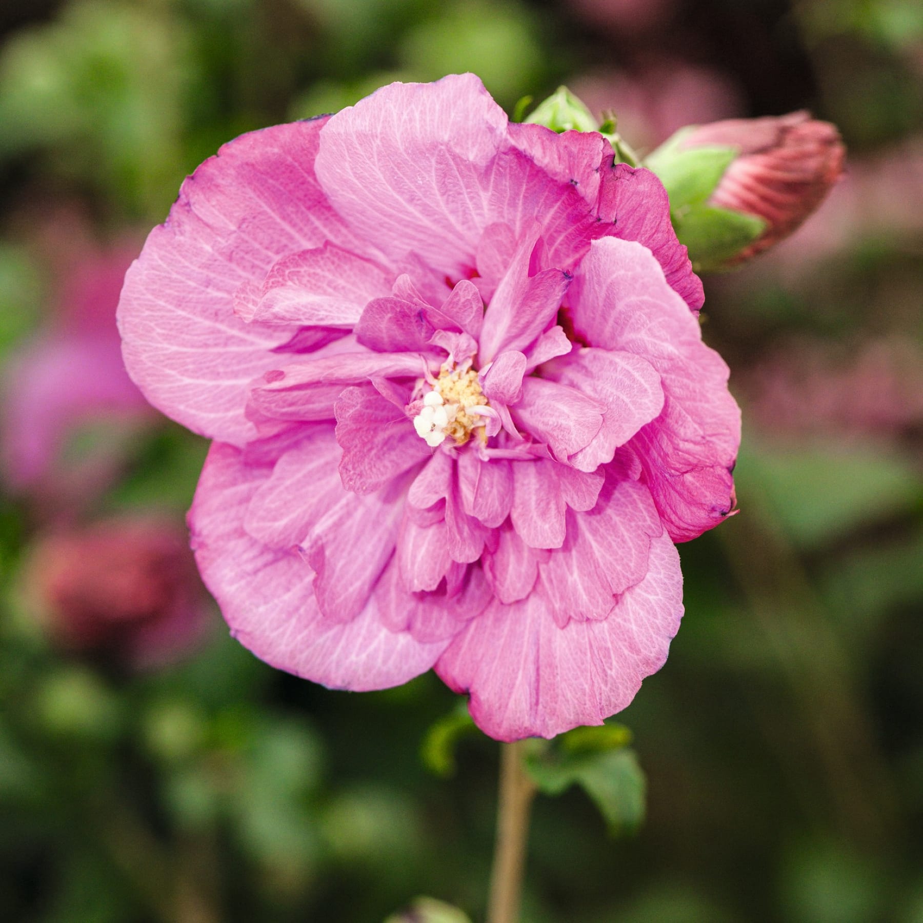 Eine leuchtend rosa Pfingstrosenblüte in voller Blüte hebt sich von einem verschwommenen grünen Hintergrund ab und schafft eine optisch beeindruckende und heitere Szene.