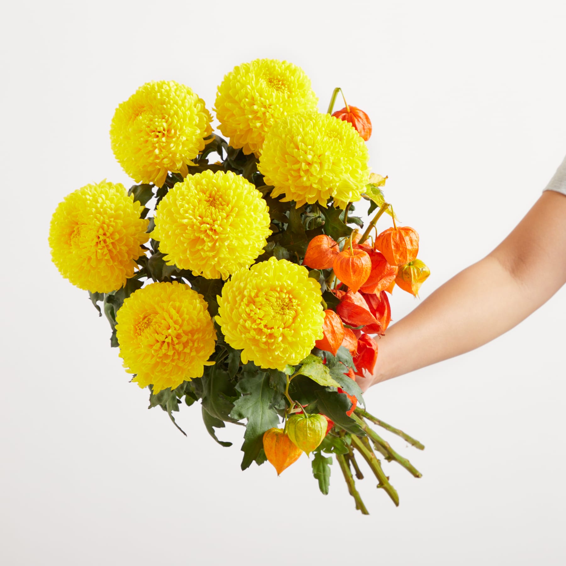 Ein lebendiger Strauß leuchtend gelber Chrysanthemenblüten in der Hand, begleitet von orangefarbenen Physalisbeeren vor einem schlichten weißen Hintergrund.